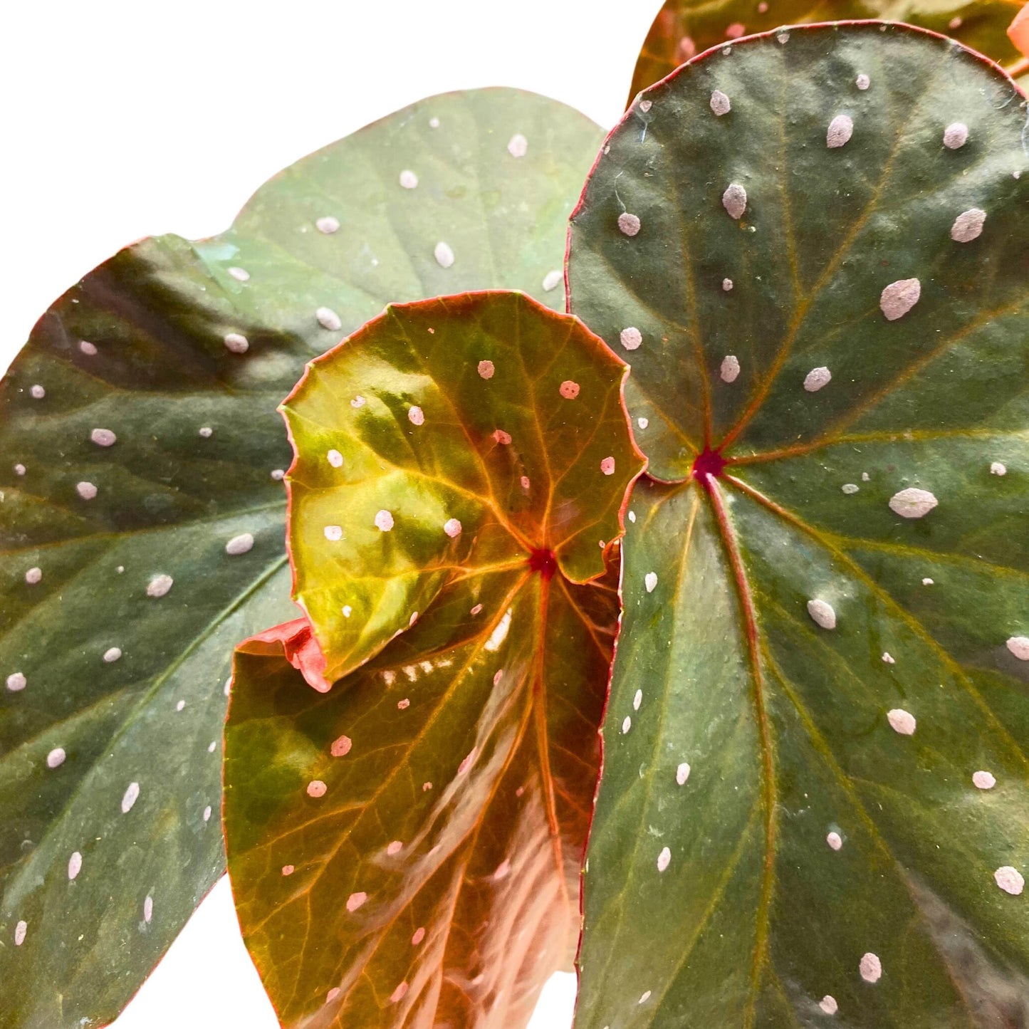 Harmony Foliage Harmony's Aurora Angel Wing Cane Begonia 4 inch