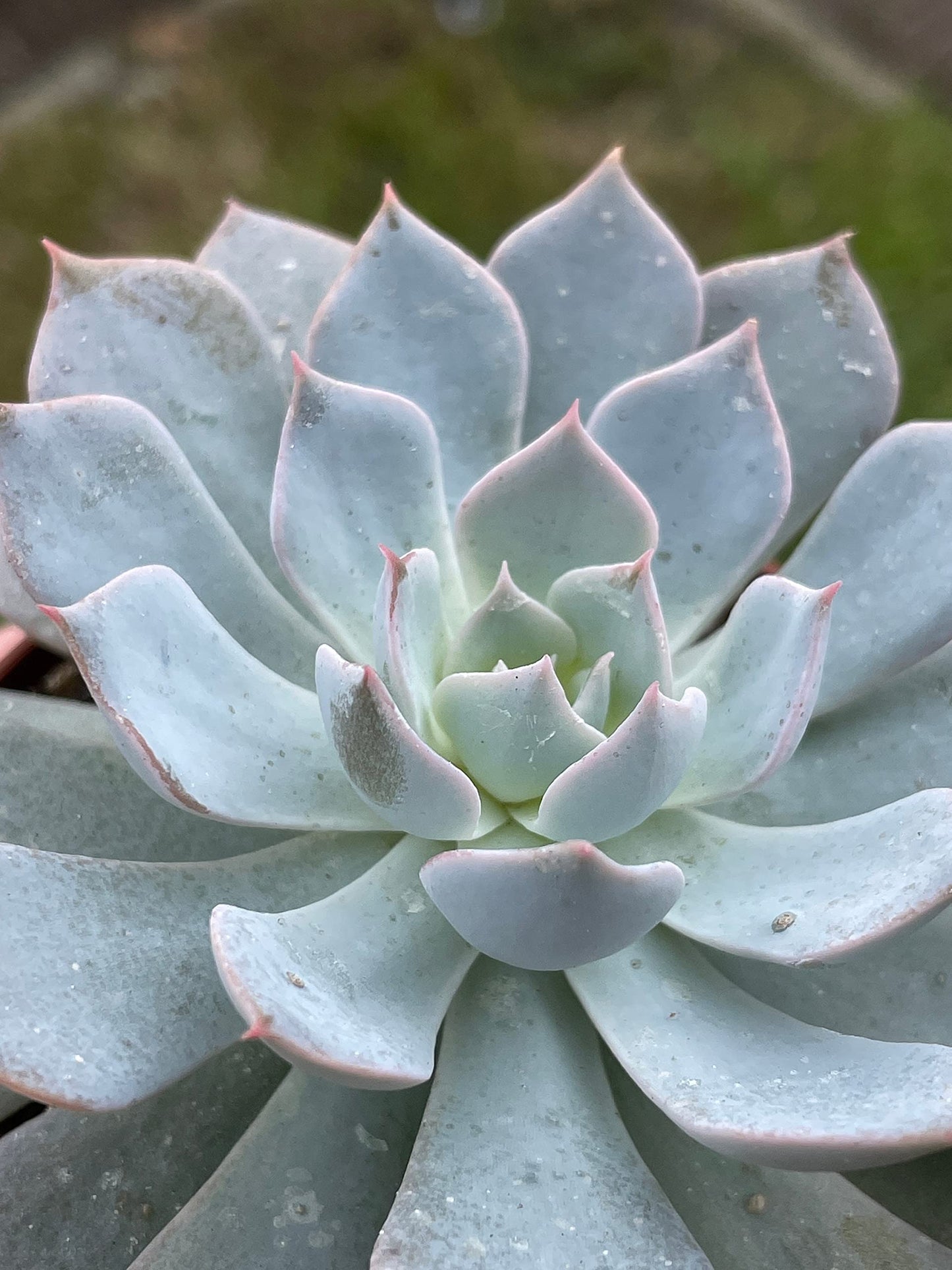 Echeveria peacockii, desmetiana, White Cloud in 3 inch Pot