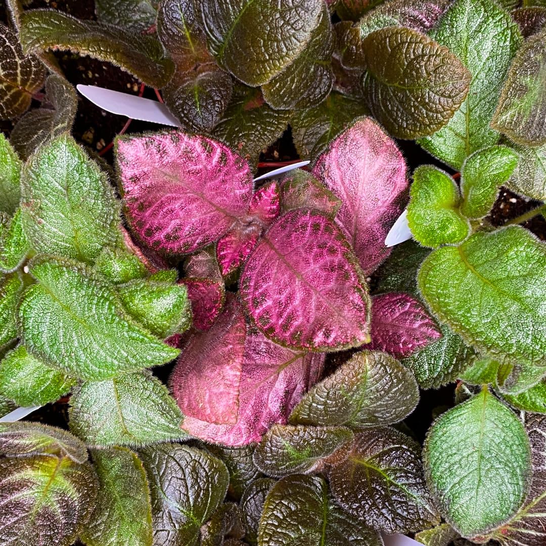 Harmony Foliage Episcia Flame Violet Wholesale Assortment in 4 inch Pots 15-Pack Bulk