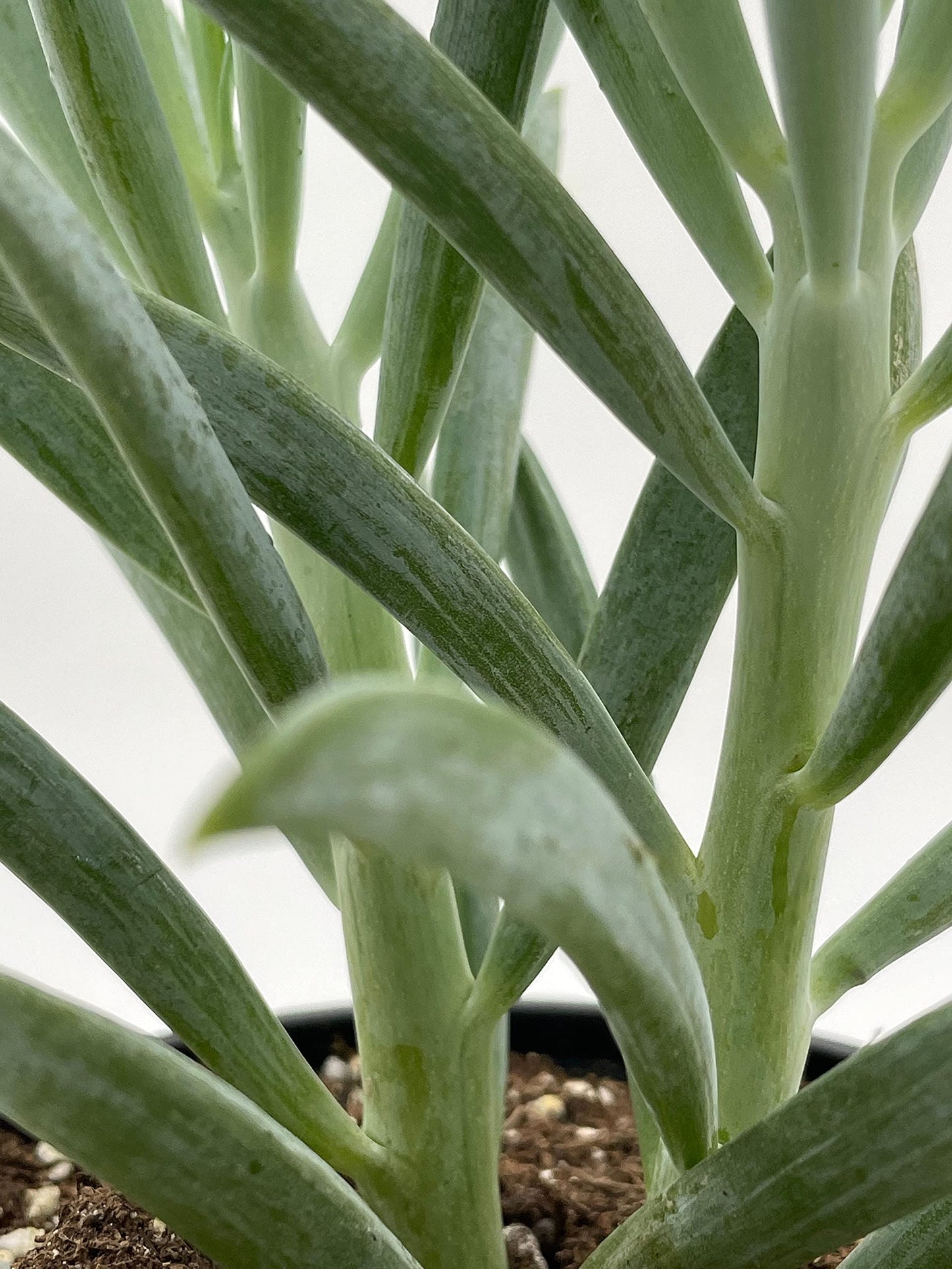 Blue Chalk Sticks/Senecio Serpens/Curio repens/Blue Chalksticks Plant/Chalk Finger/Senecio mandraliscae