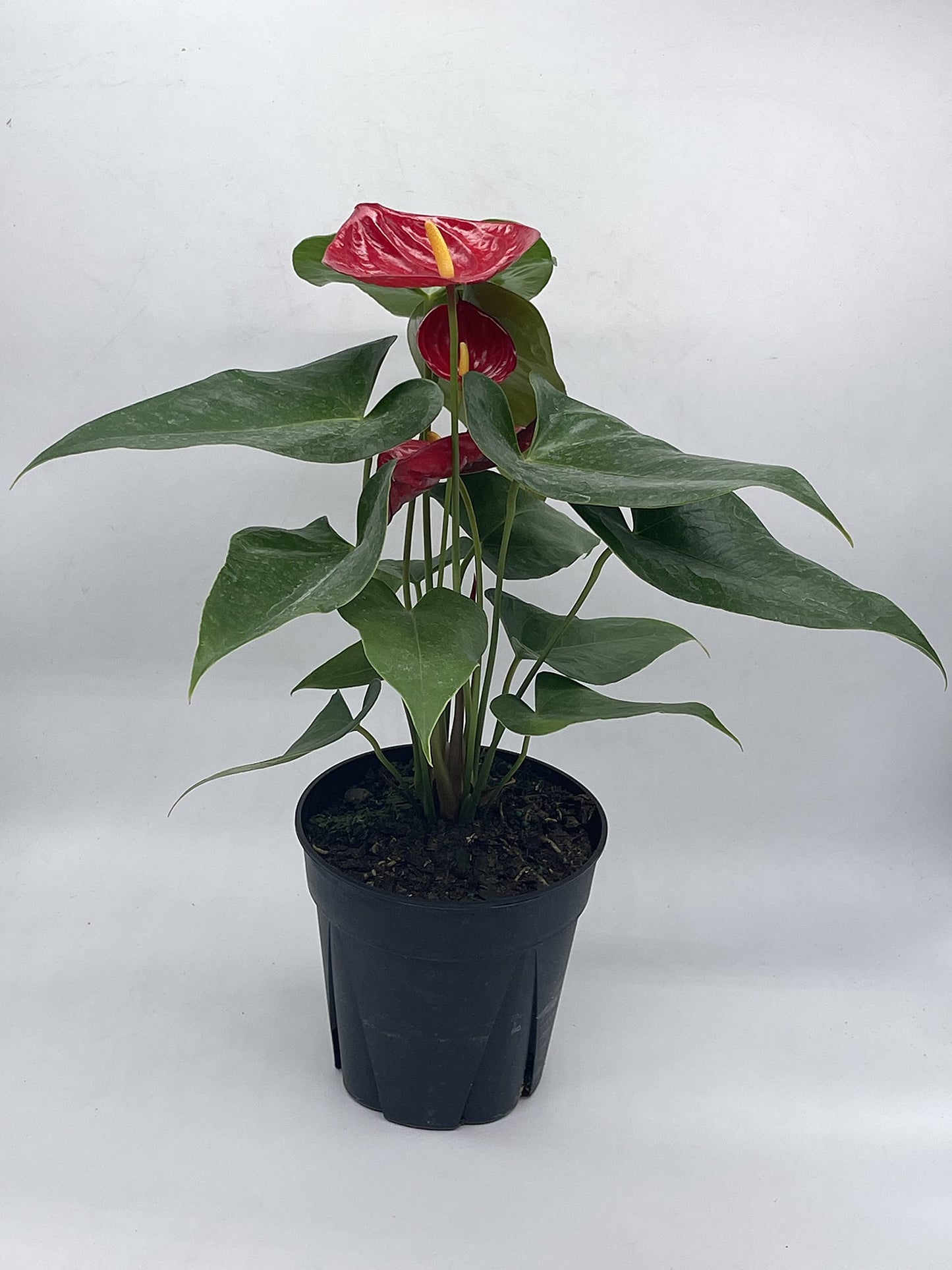 Anthurium Red, 6 inch Pot,