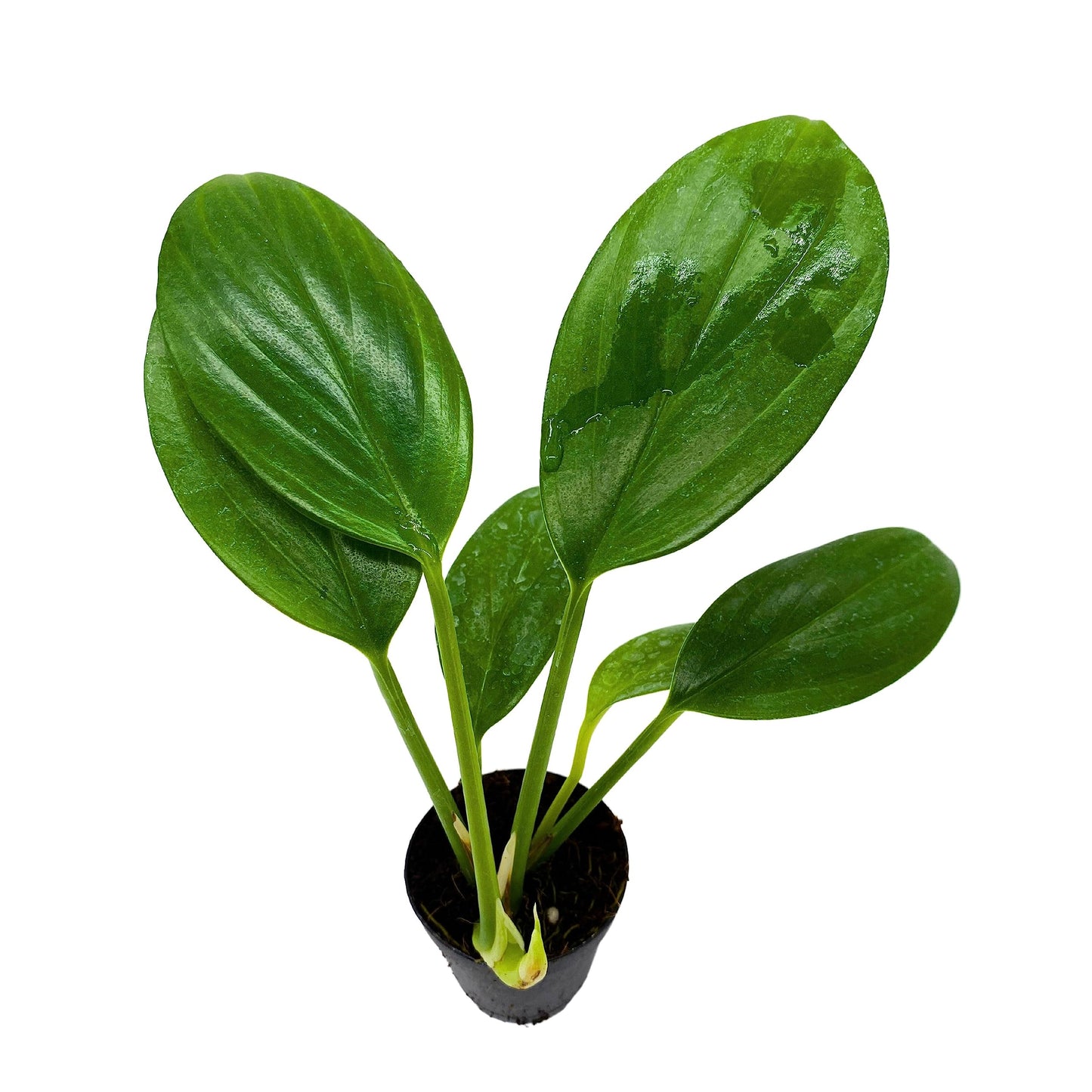 BubbleBlooms Philodendron Dragon Tail, Rhaphidophora Decursiva in 2 inch Pot