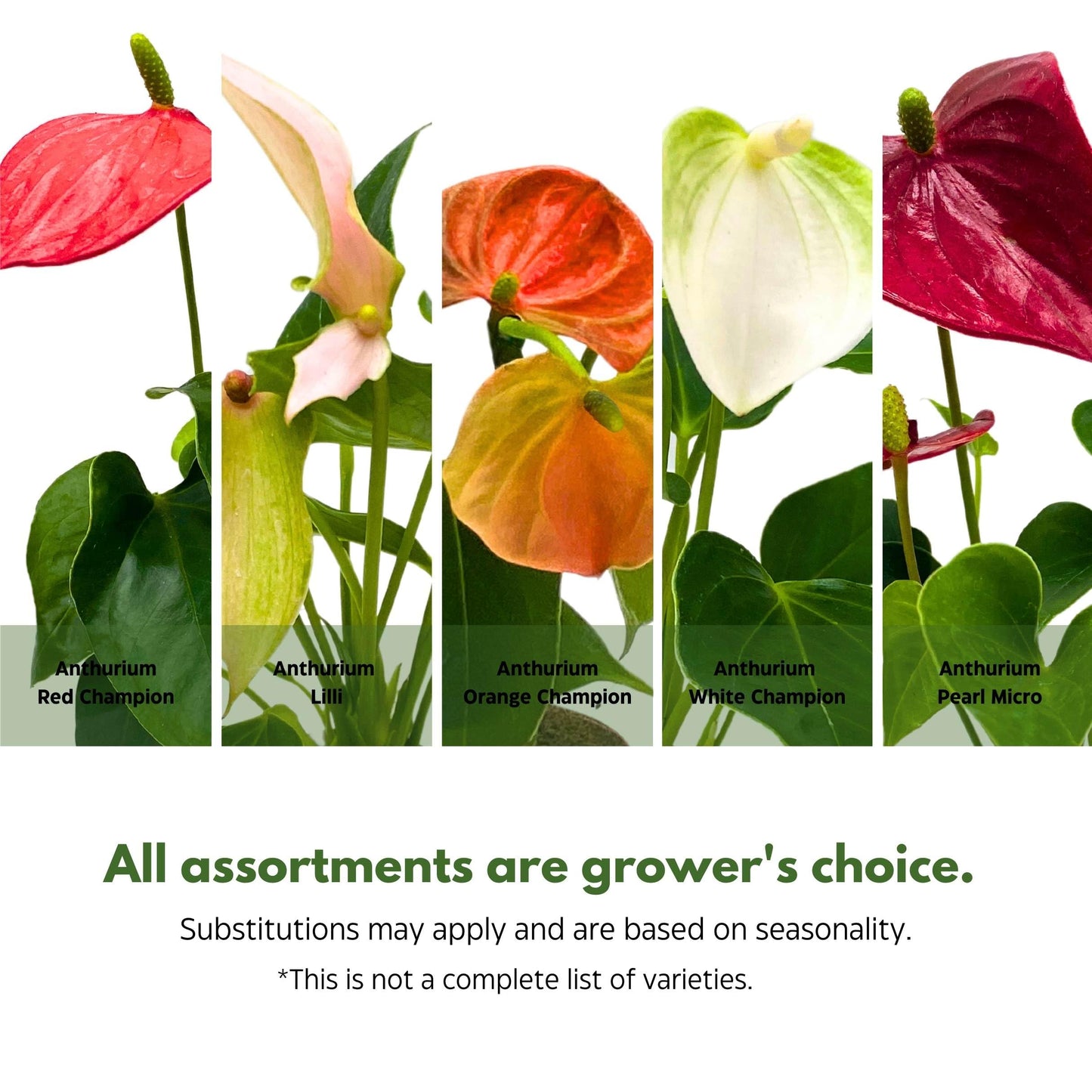 anthurium list BubbleBlooms Anthurium Assortment 2 inch Set of 3