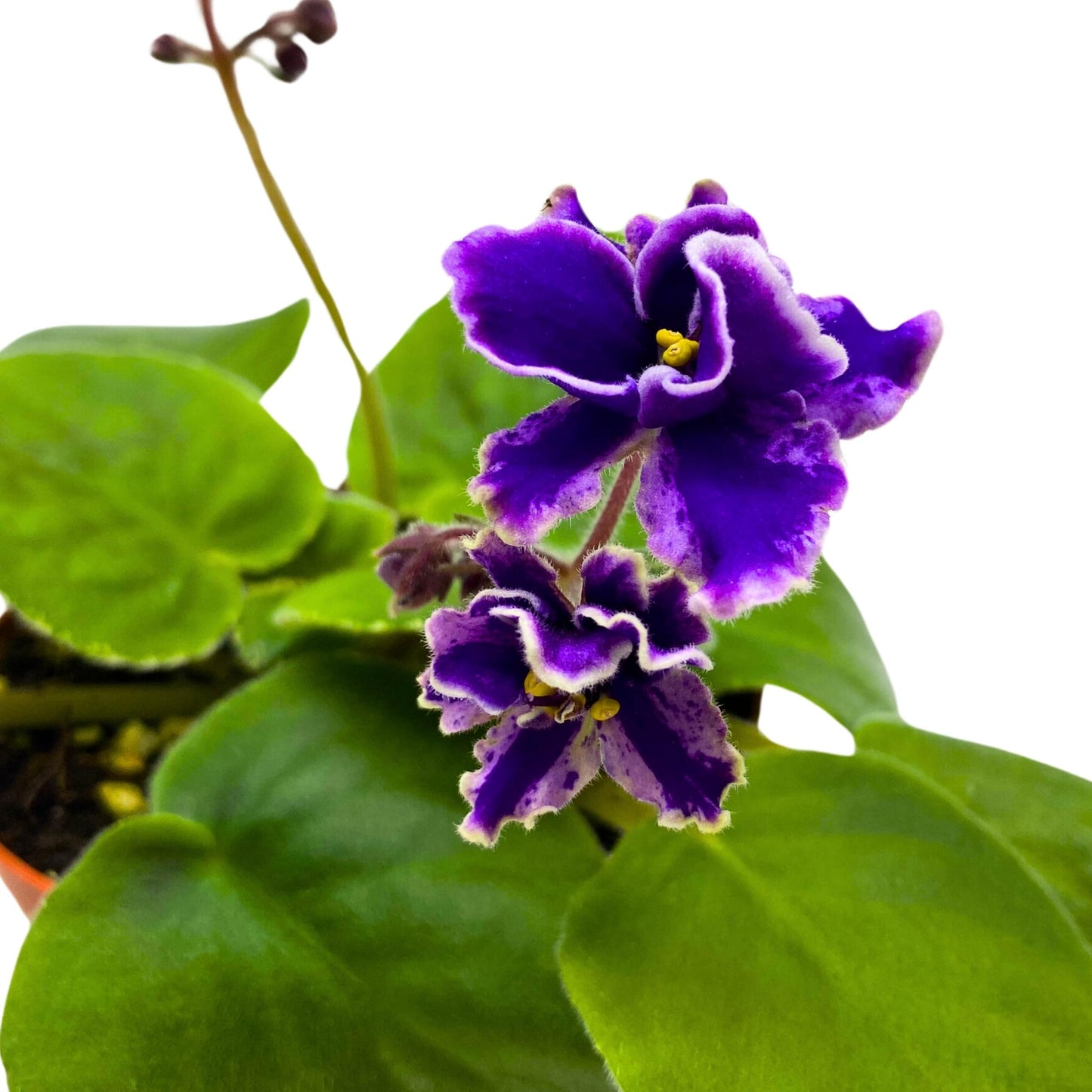 Harmony Foliage Rebel's Wild Wings African Violet Saintpaulia 4 inch