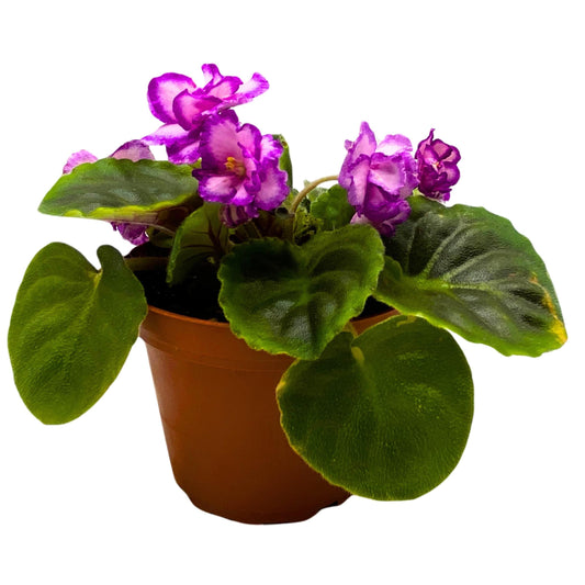 Harmony Foliage A Day in April African Violet Saintpaulia 4 inch