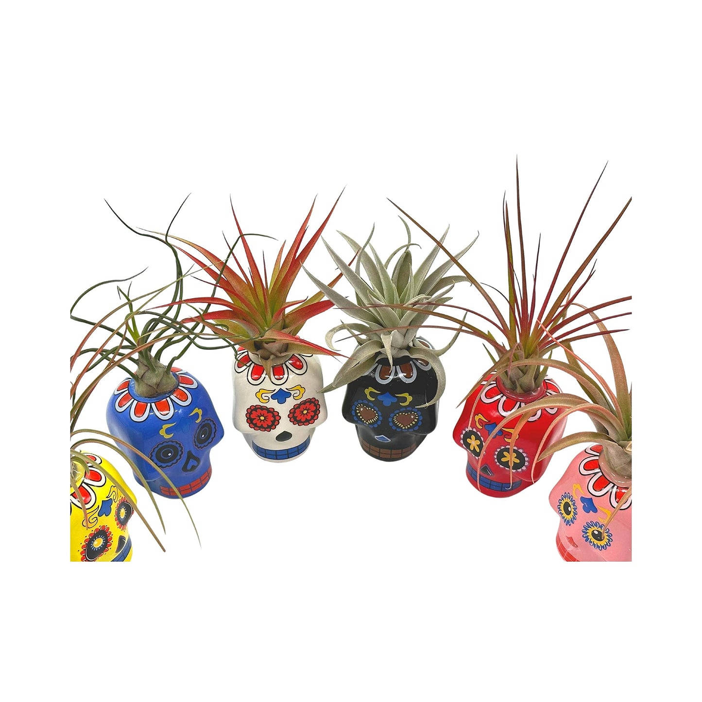 Resin Sugar Skulls Air Plant Sculpture, Tillandsia Planted in Colorful Candy Skulls Hand Made Art Assorted Set of 6