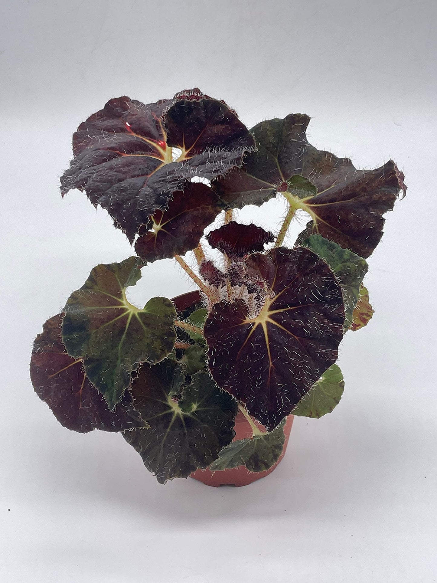 BubbleBlooms Harmony's Dark Purple Begonia Rex, Galaxy, with White Hairs, 4 inch Painted-Leaf Begonia, Unique Homegrown Exclusive, Variegated