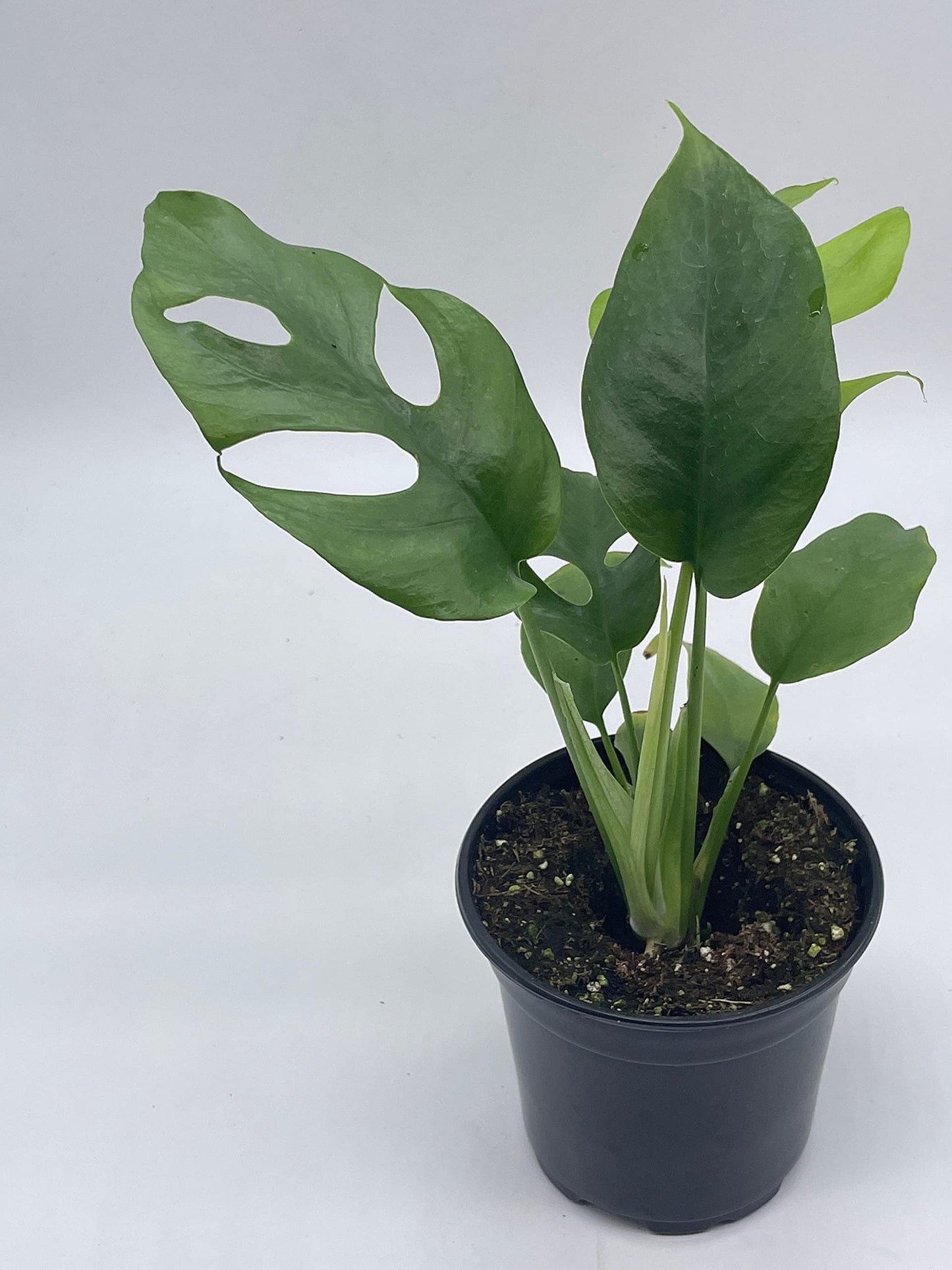 philodendron monstera minima BubbleBlooms Monstera Minima in a 4 inch Pot Rhaphidophora tetrasperma – Florida House Plants