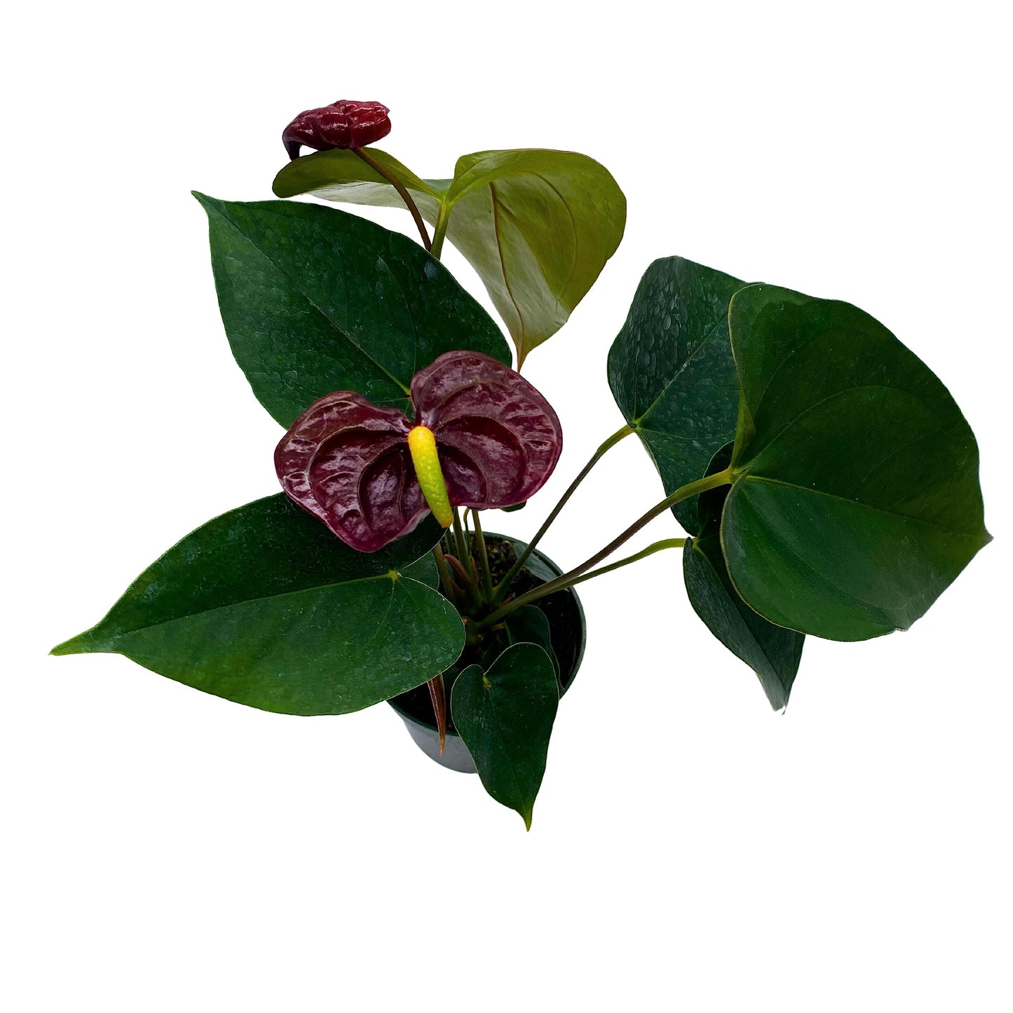 Burgundy Anthurium, Flamingo Flower, Ombre Sempre, Red Peace Lily, Heart Plant in 4 inch Pot