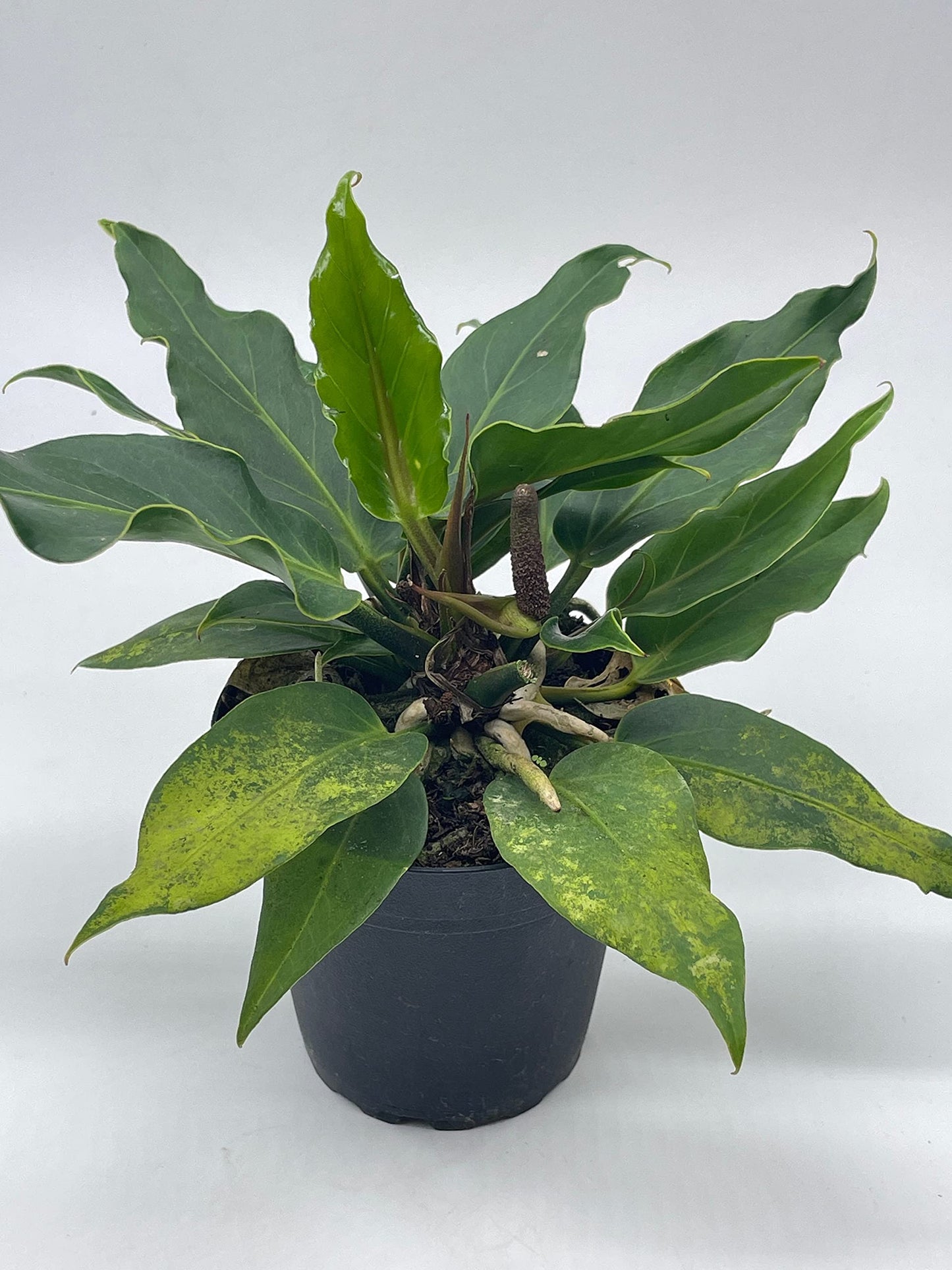 Anthurium Hookeri, Wave of Love, 4 inch Plowmanii Bird's nest