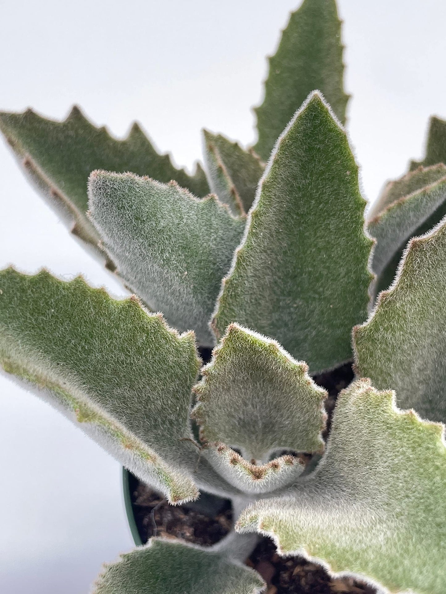 Kalanchoe Beharensis, 4 inch, Donkey Ears, Drake Donkey's Ear Succulent