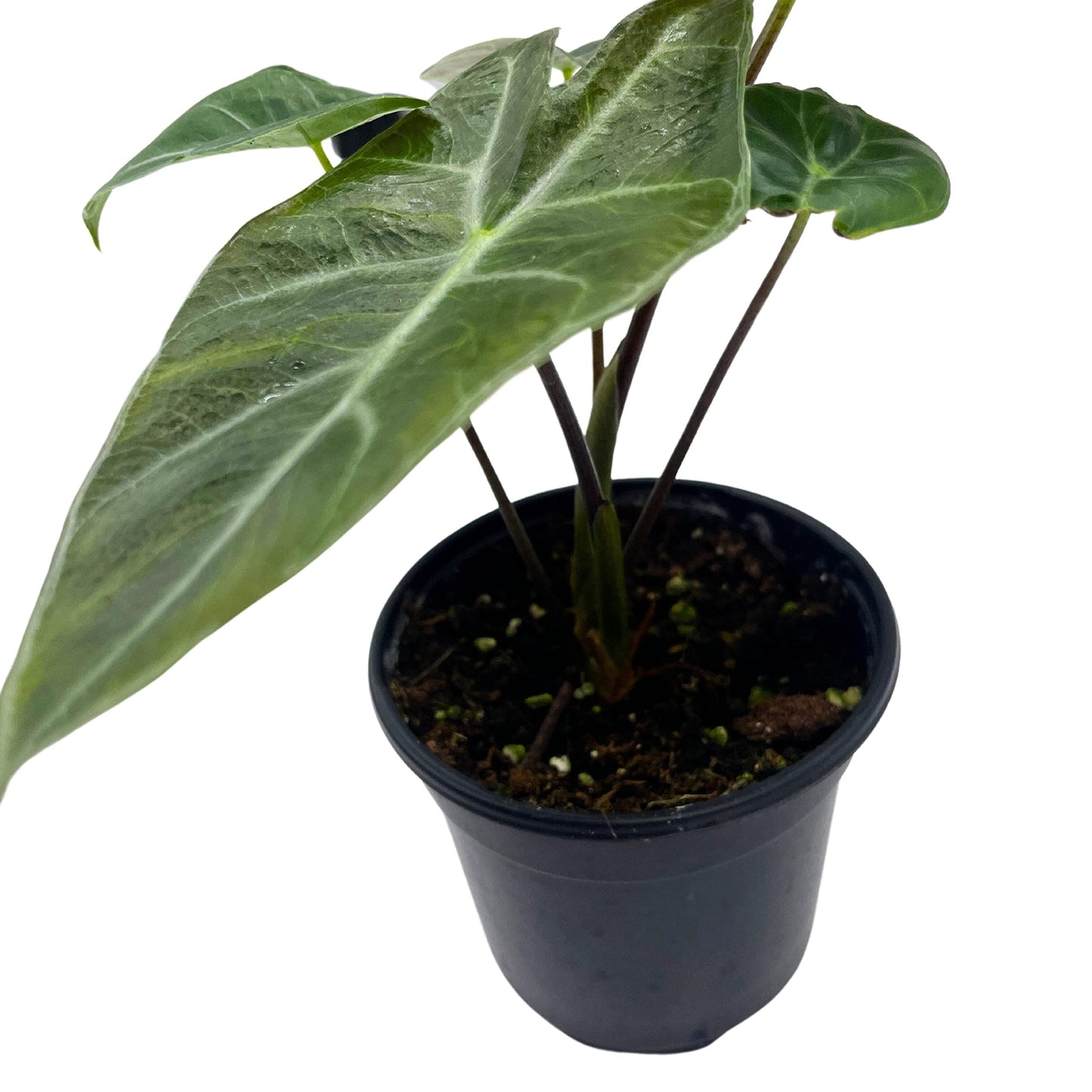 Alocasia Ebony, 4 inch, Jewel Alocasia x Amazonica, Healthy