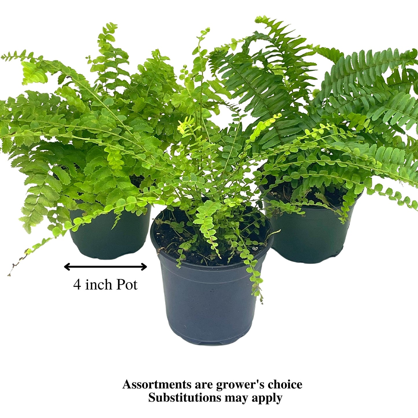 Boston Fern Assortment, 3 Different 4 inch Boston Ferns, Nephrolepis exaltata Variety Mix