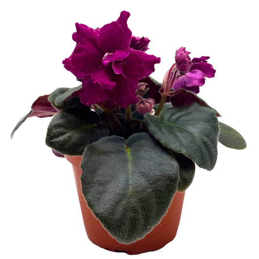 Harmony Foliage EK Socialite African Violet Saintpaulia 4 inch