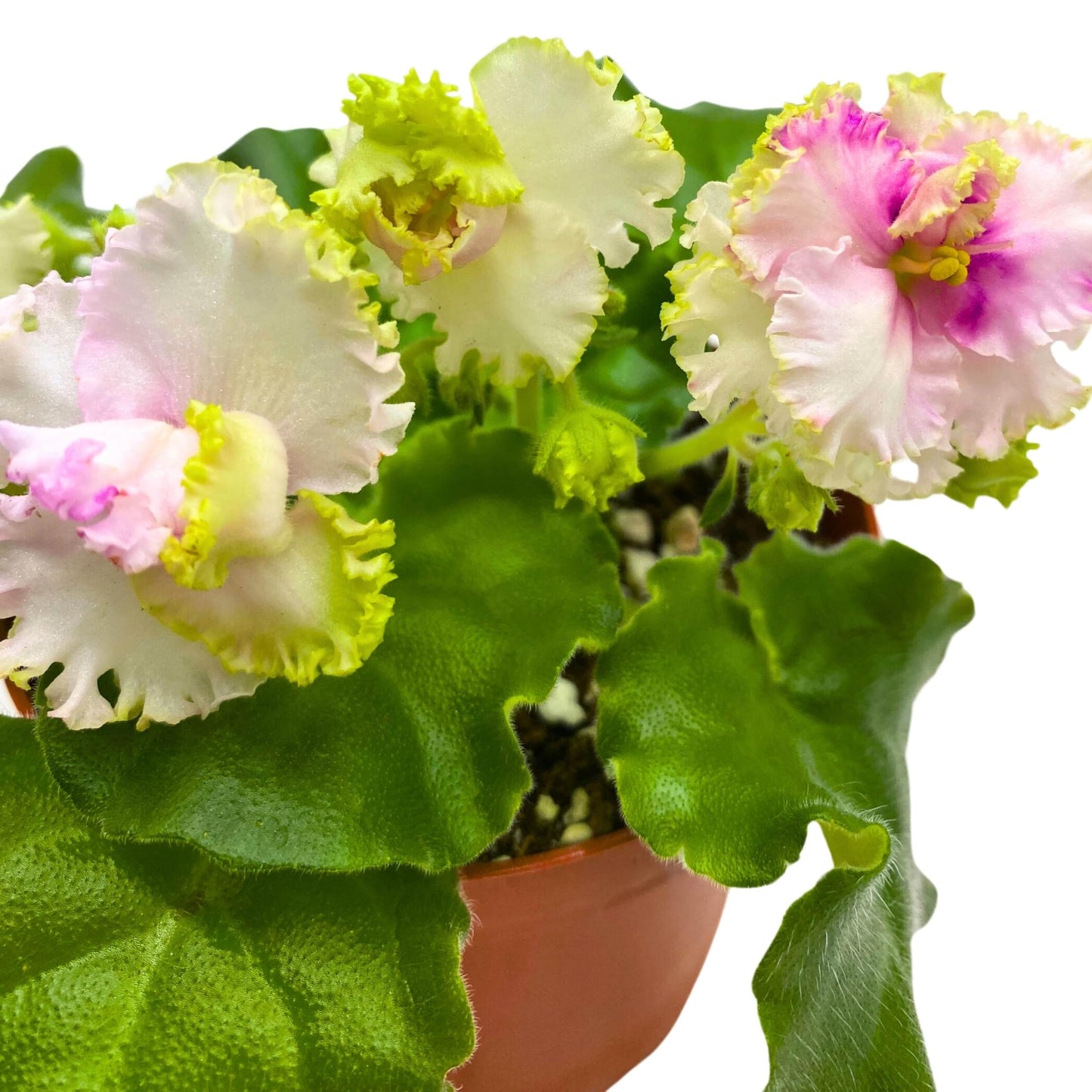 Harmony Foliage LE Green Rose African Violet Variegated Flower 4 inch