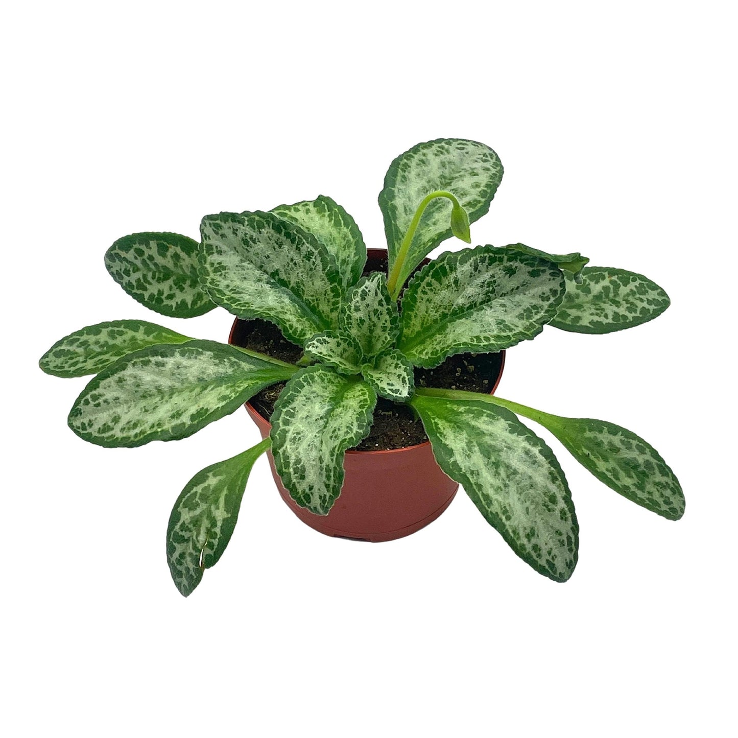 BubbleBlooms Harmony's Betty Gesneriad Primulina Dryas, 6 inch African Violet Chirita Plant