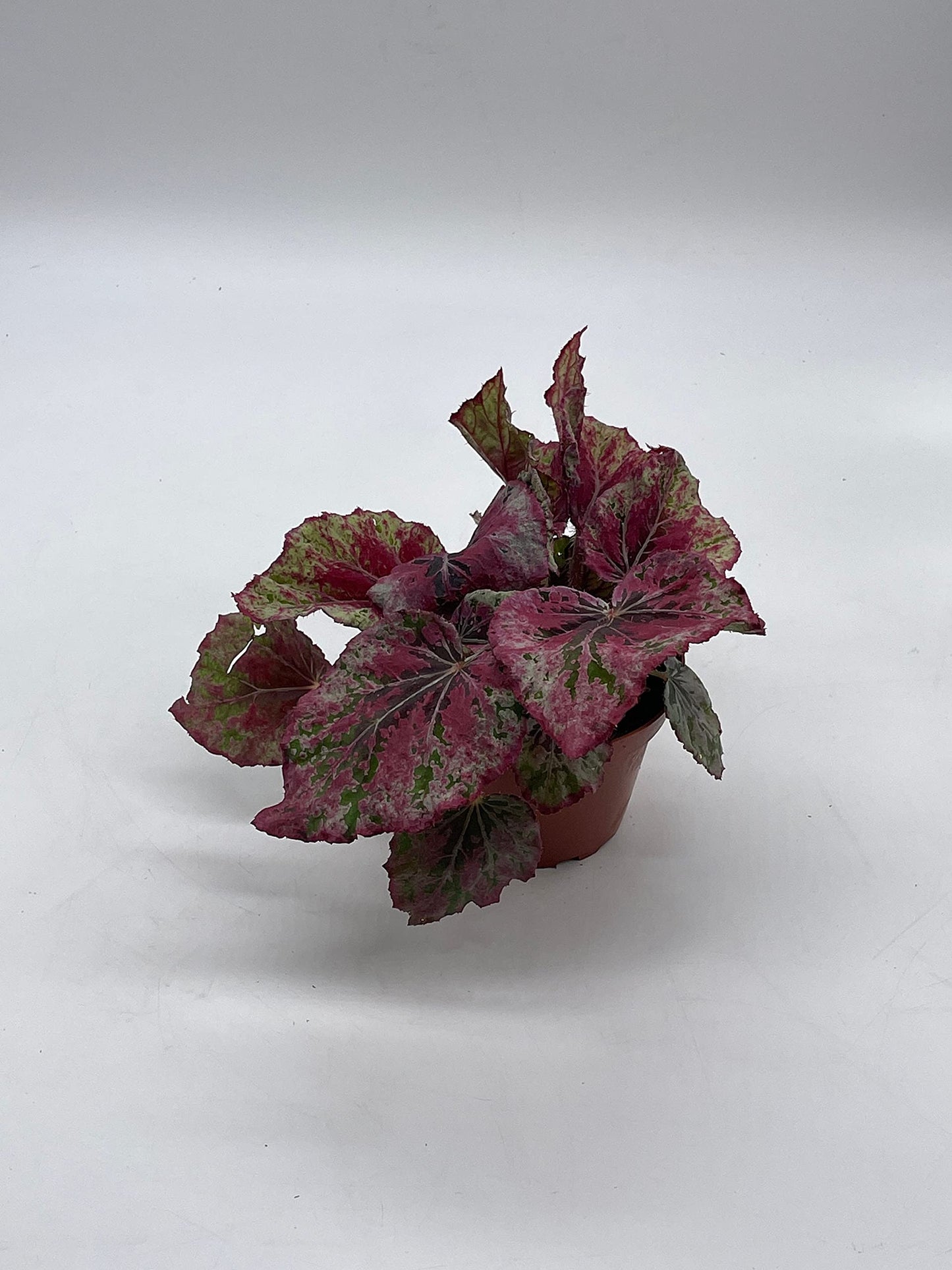 BubbleBlooms 'Harmony's Venetian Red', Begonia Rex, 4 inch, Painted-Leaf Begonia, Unique Homegrown Exclusive