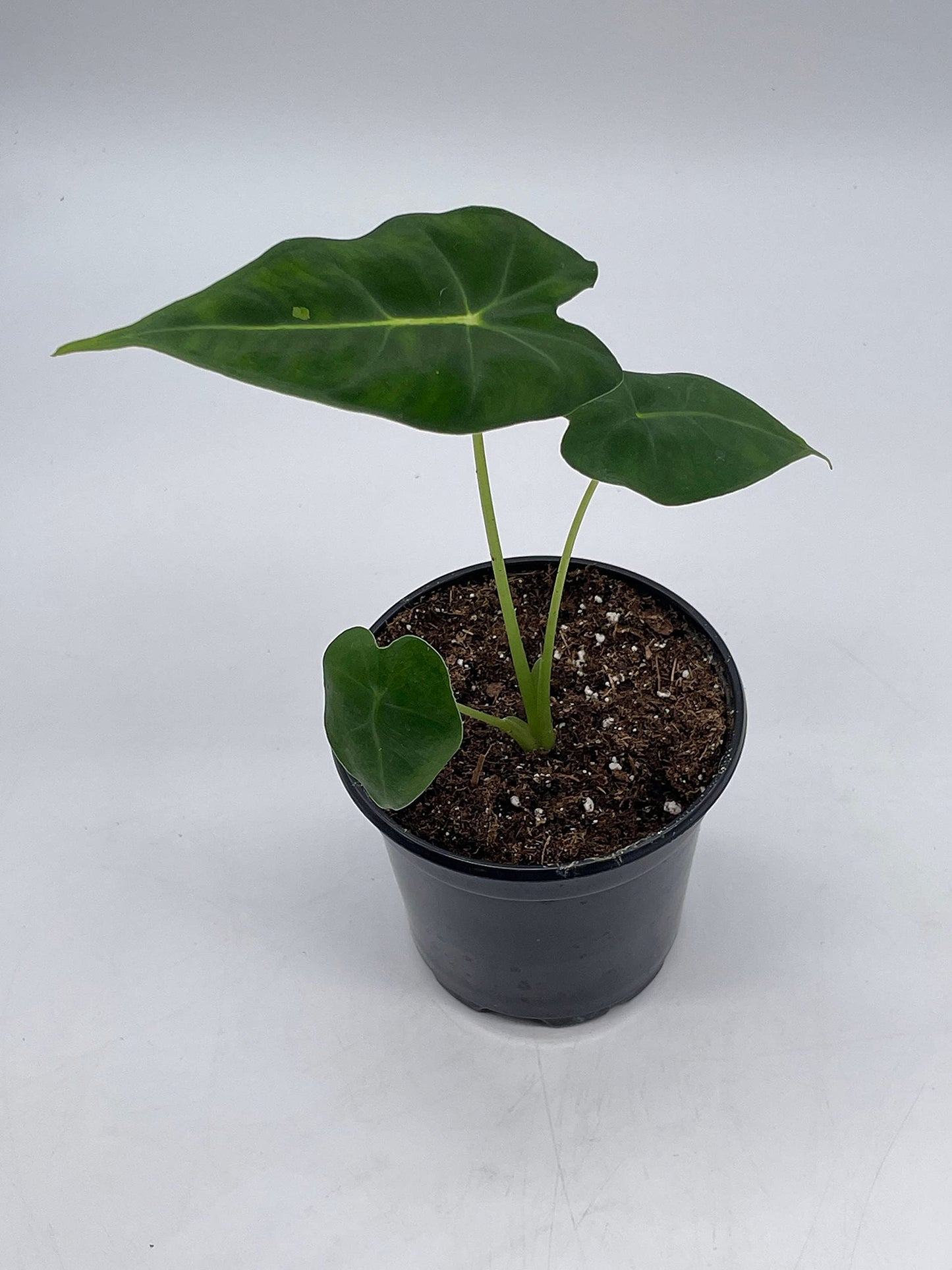 Green Velvet, Alocasia Frydek, Micholitziana, 4 inch, Live Rooted Potted Rare Succulent House Plant