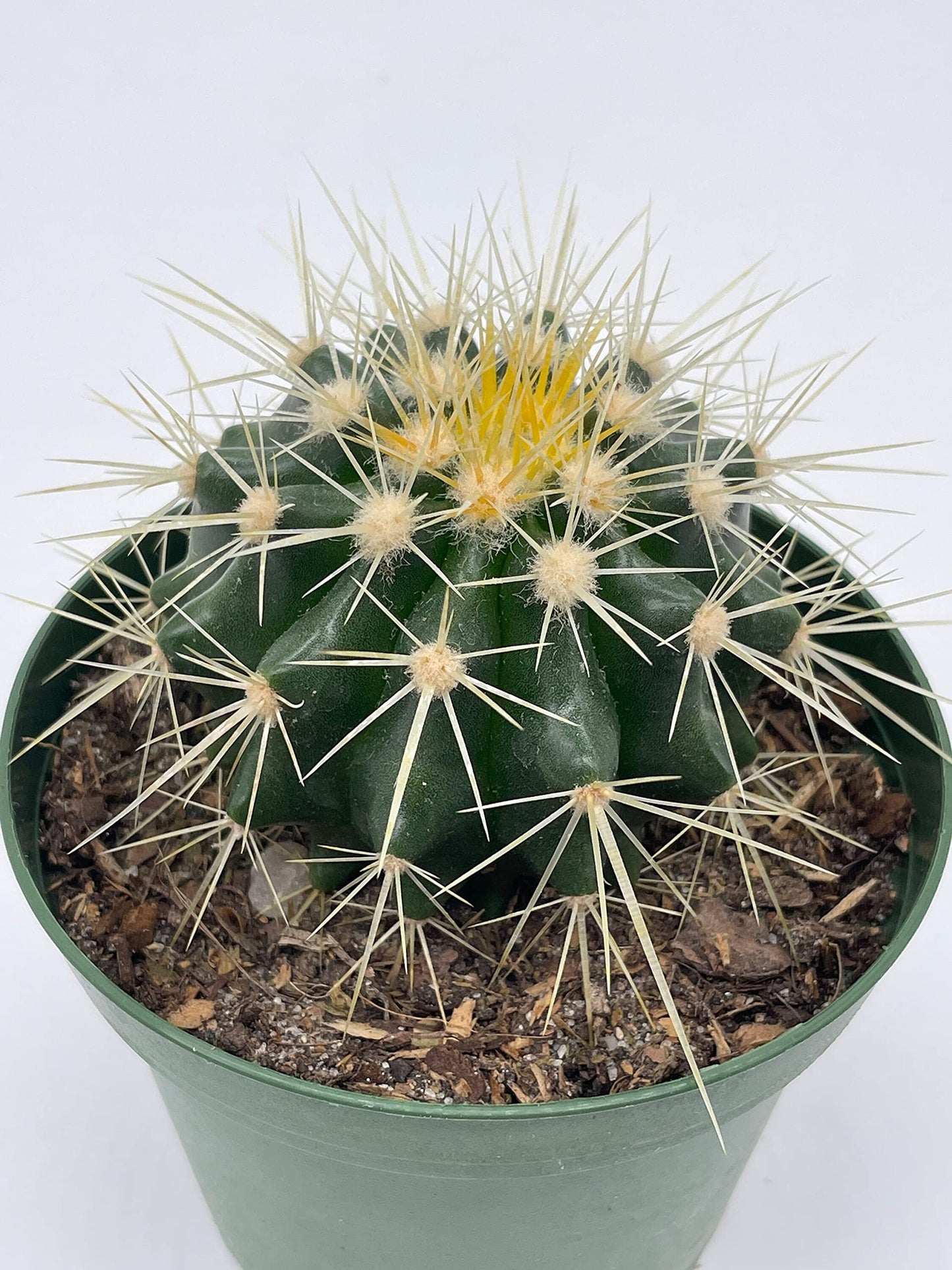 Golden Barrel Cactus, Echinocactus Grusonii, 4 inch