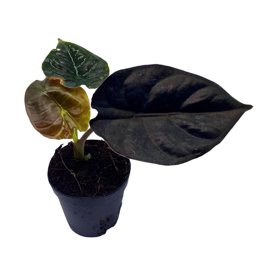 Alocasia Black Panther, Alocasia Infernalis, Kapit, Viery in 2 inch Pot