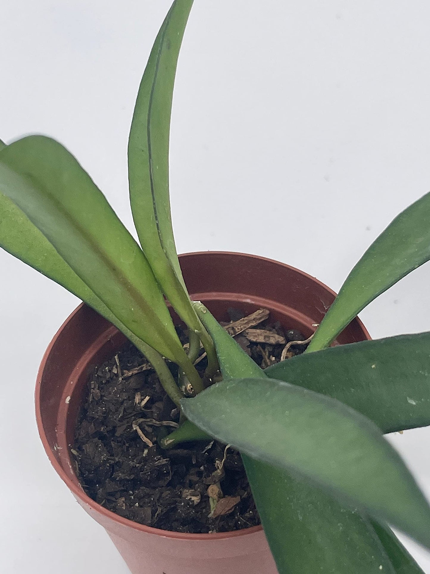 Hoya Wayetii in a 2 inch Pot Wax Plant, Wax Vine, and Porcelain Vine