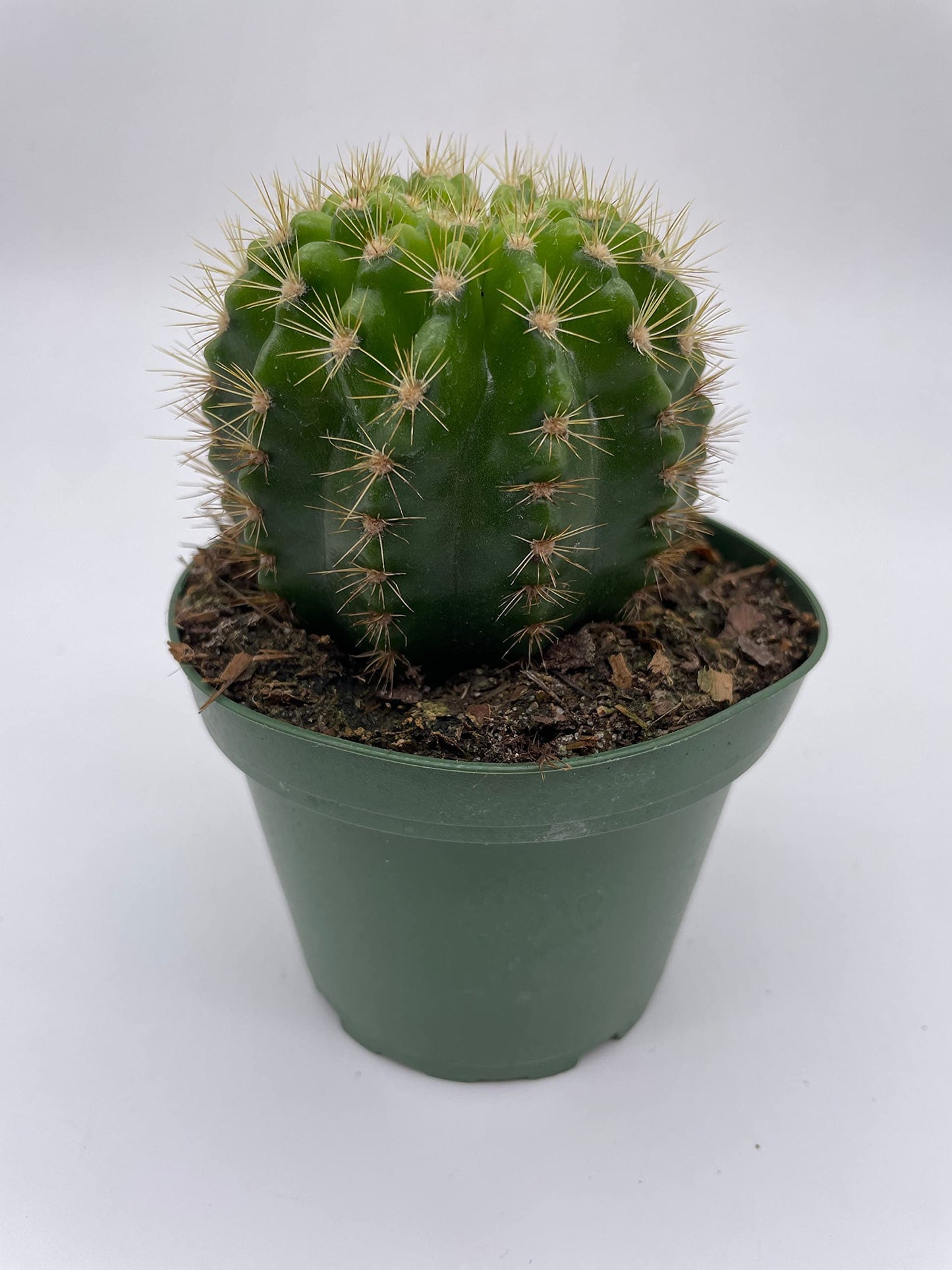 Lemon Barrel Cactus, 4 inch, Echinopsis Calochlora