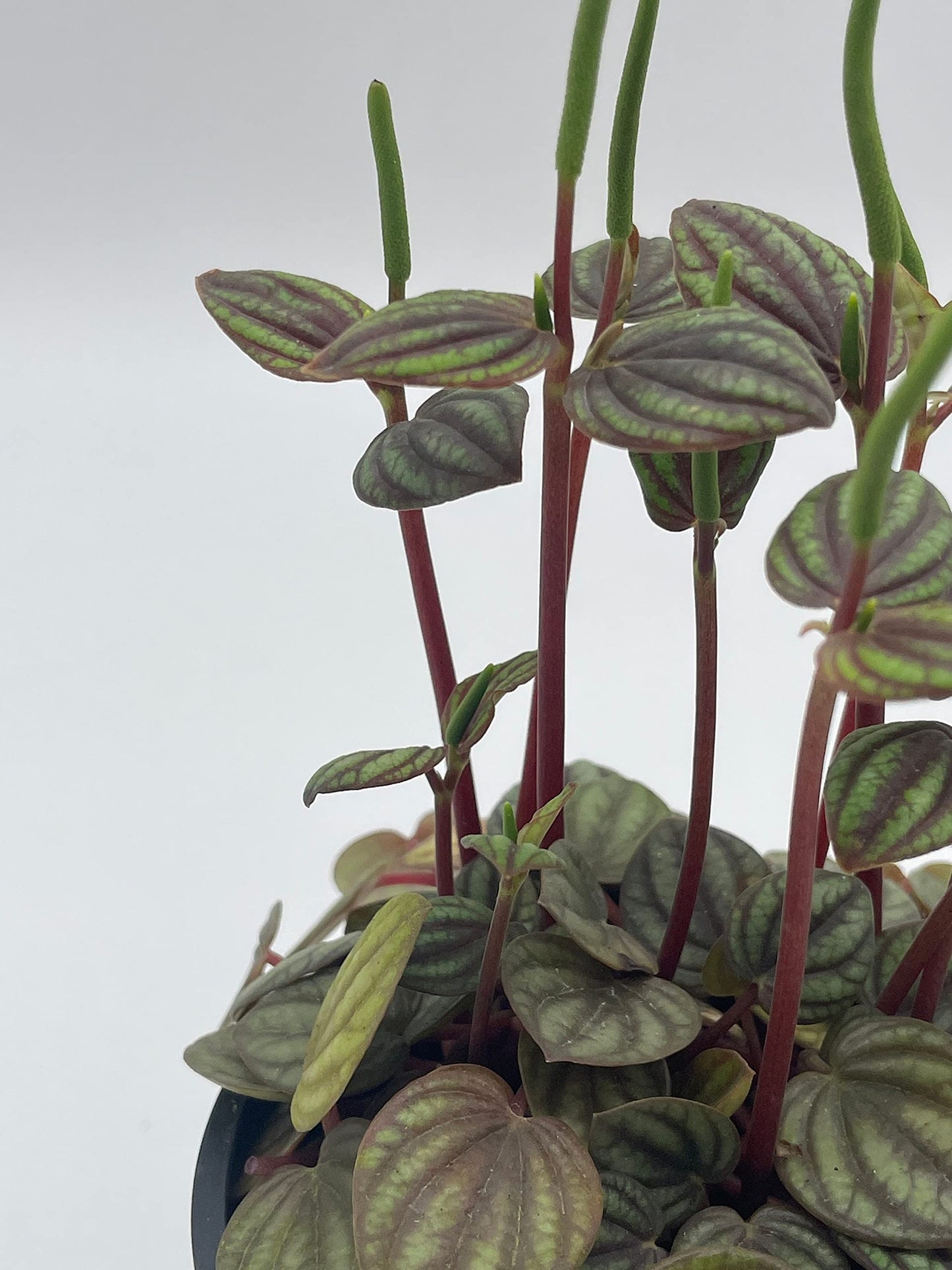 Peperomia Piccolo Banda, albovittata,4 inch Pot, Rare Mixed Frost peperomia