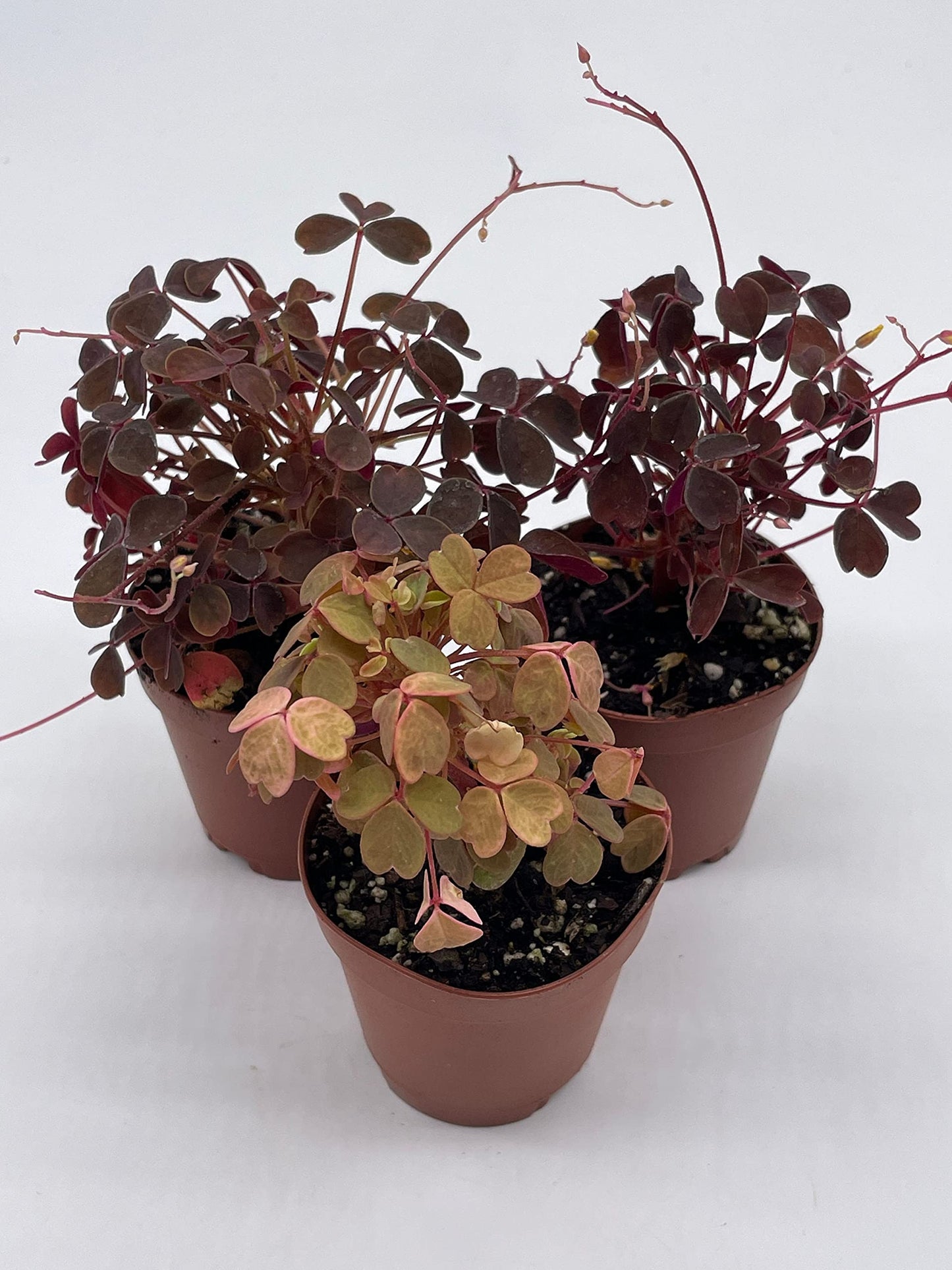 Oxalis Assortment, 2 inch pots, Wood Sorrel Variety, 3 Different Oxalis acetosella, Ebony, Purple Shamrock, and Pink or Cream