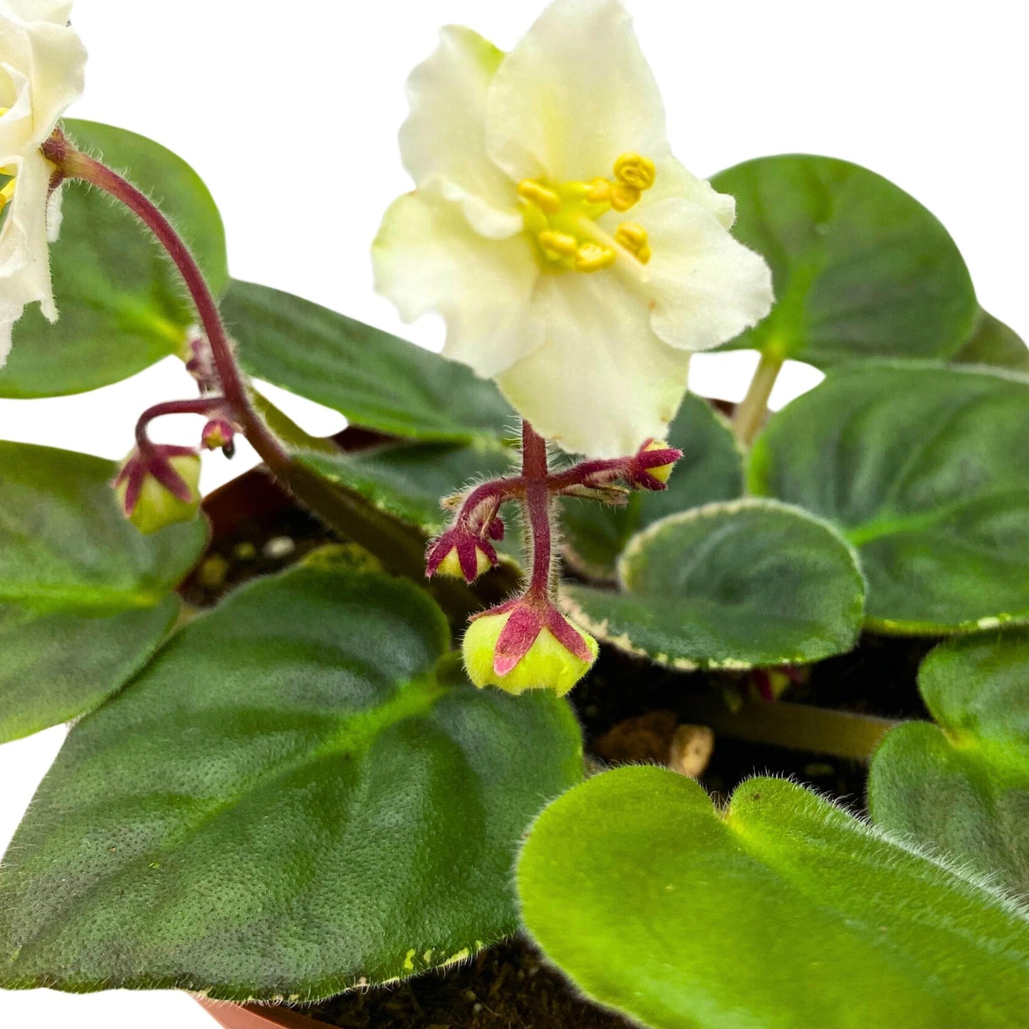 Harmony Foliage Ma's Frogland African Violet Saintpaulia 4 inch