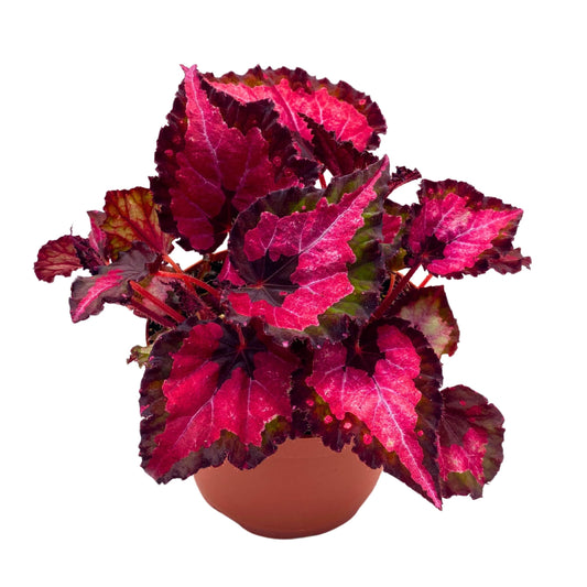 Harmony Foliage Begonia Rex Harmony's Red Velvet 4 inch