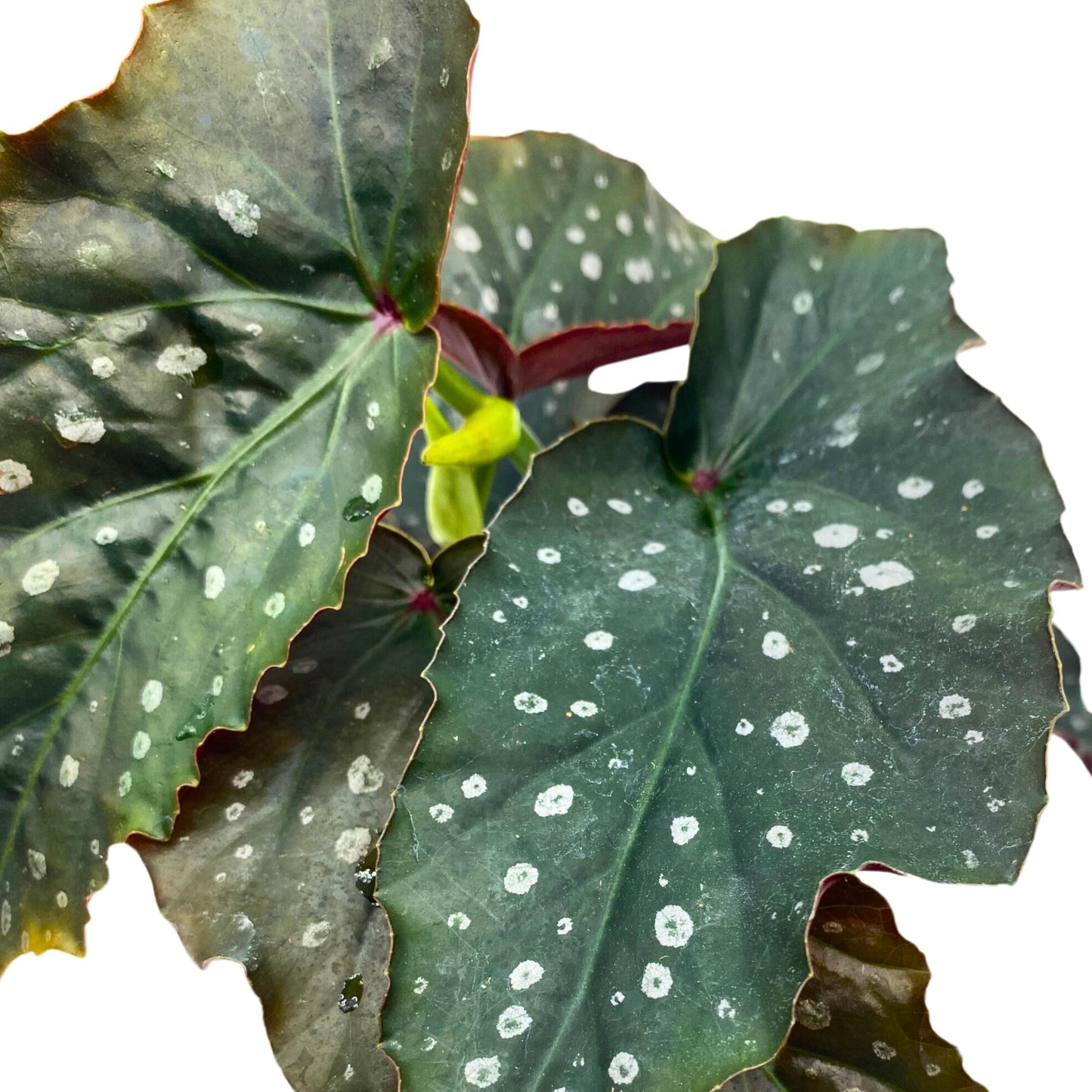 Harmony Foliage Harmony's Witcher Angel Wing Begonia 4 inch