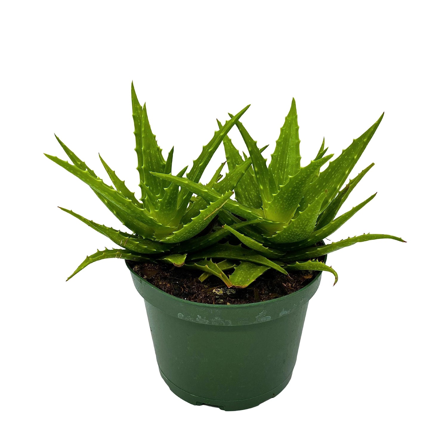 Tiger Tooth Aloe, Aloe Juvenna in 6 inch Pot