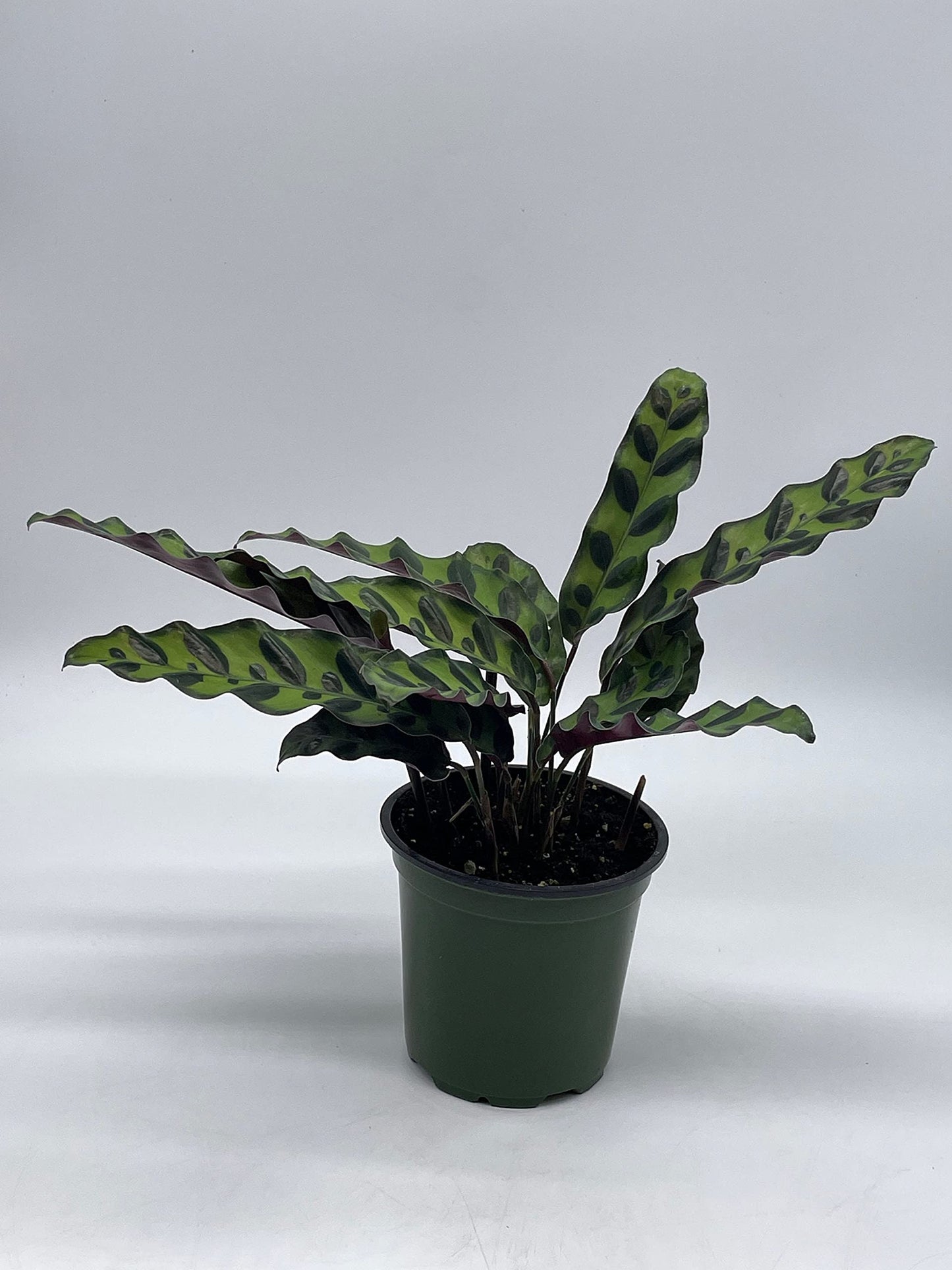 calathea snake plant Calathea Lancifolia, Rattlesnake, Prayer Plant, Rattle Snake, 4 inch P – Florida House Plants