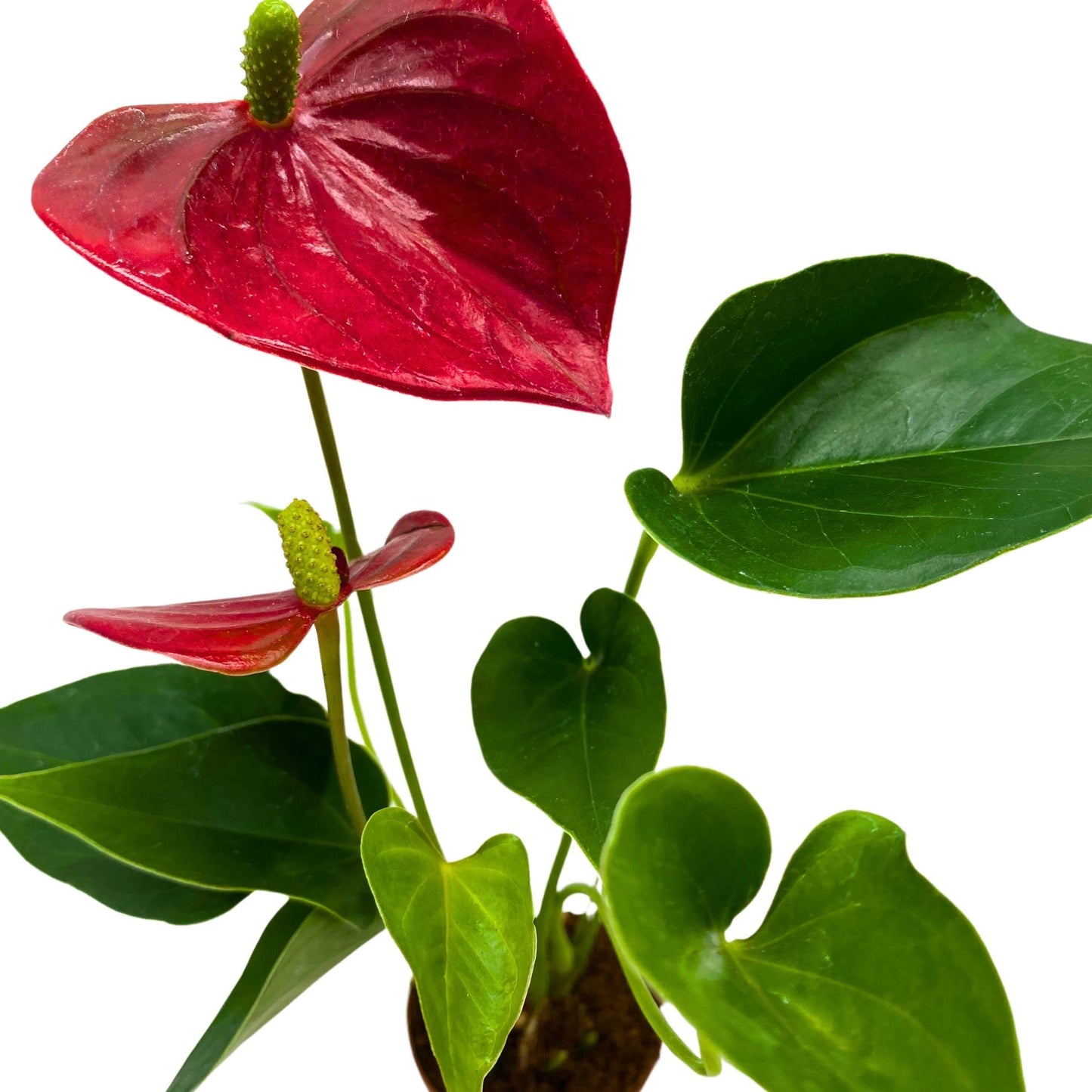 BubbleBlooms Anthurium Pearl Micro Champion 2 inch Dark Red Flower