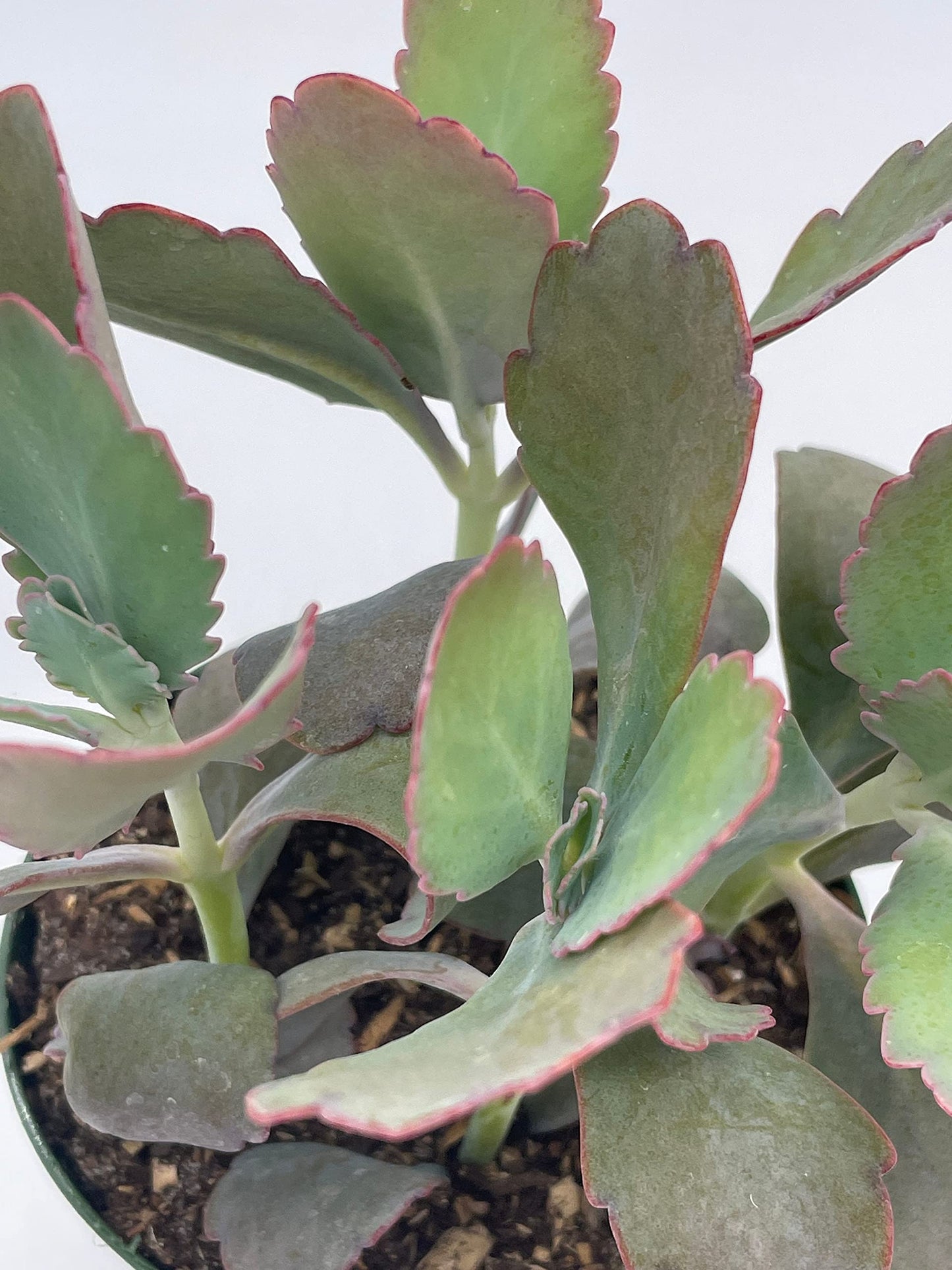 Kalanchoe Laxiflora, 4 inch, Milky widow's Thrill, Bryophyllum crenatum Baker