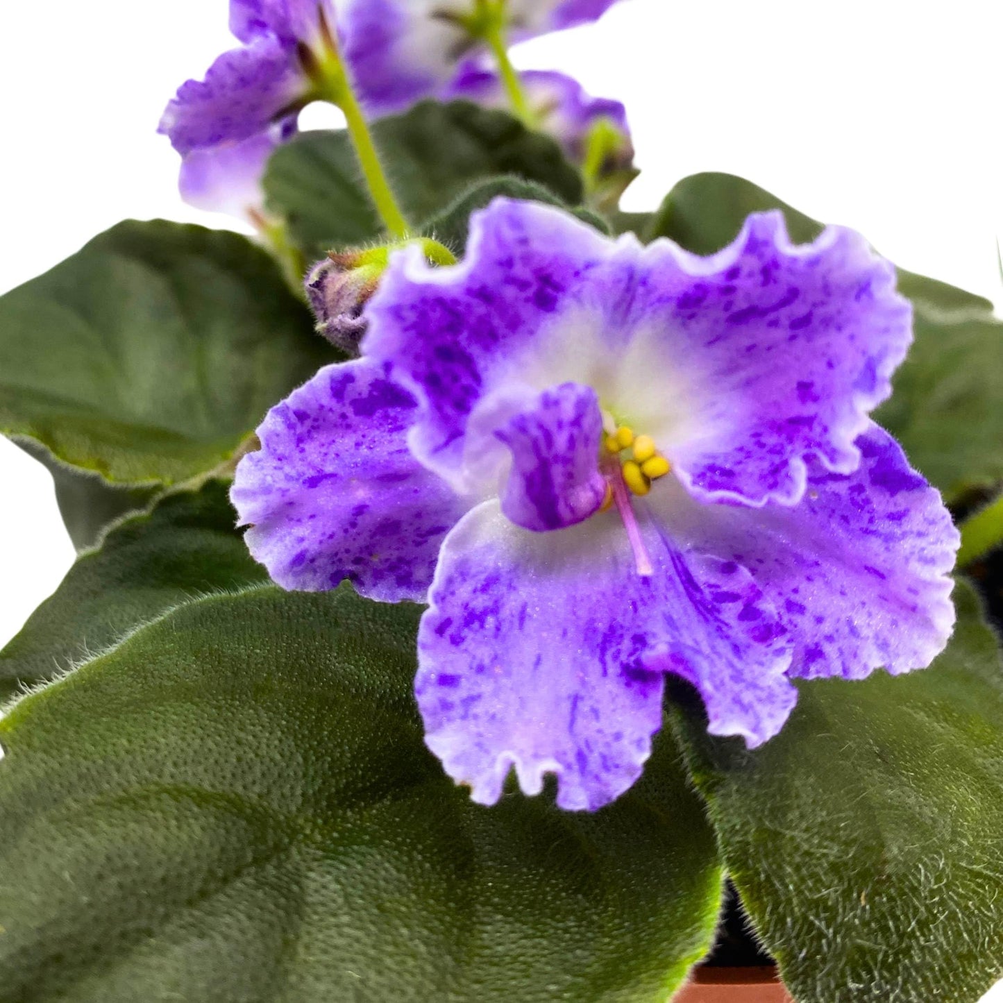 Harmony Foliage AE Sharlene Fantasy African Violet Saintpaulia 4 inch