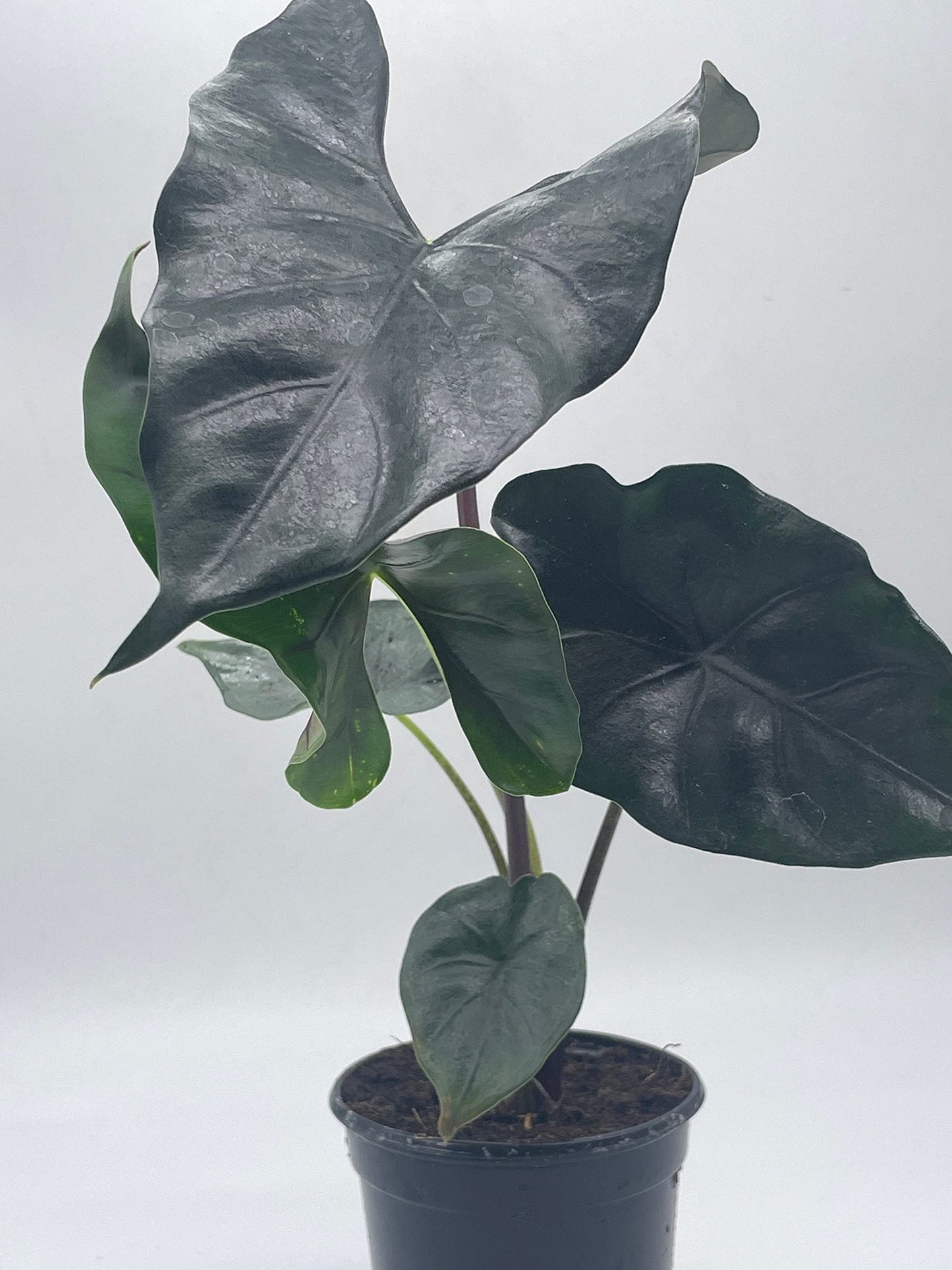 BubbleBlooms Alocasia Purple Cloak, Alocasia Princeps, in 4 inch Pot