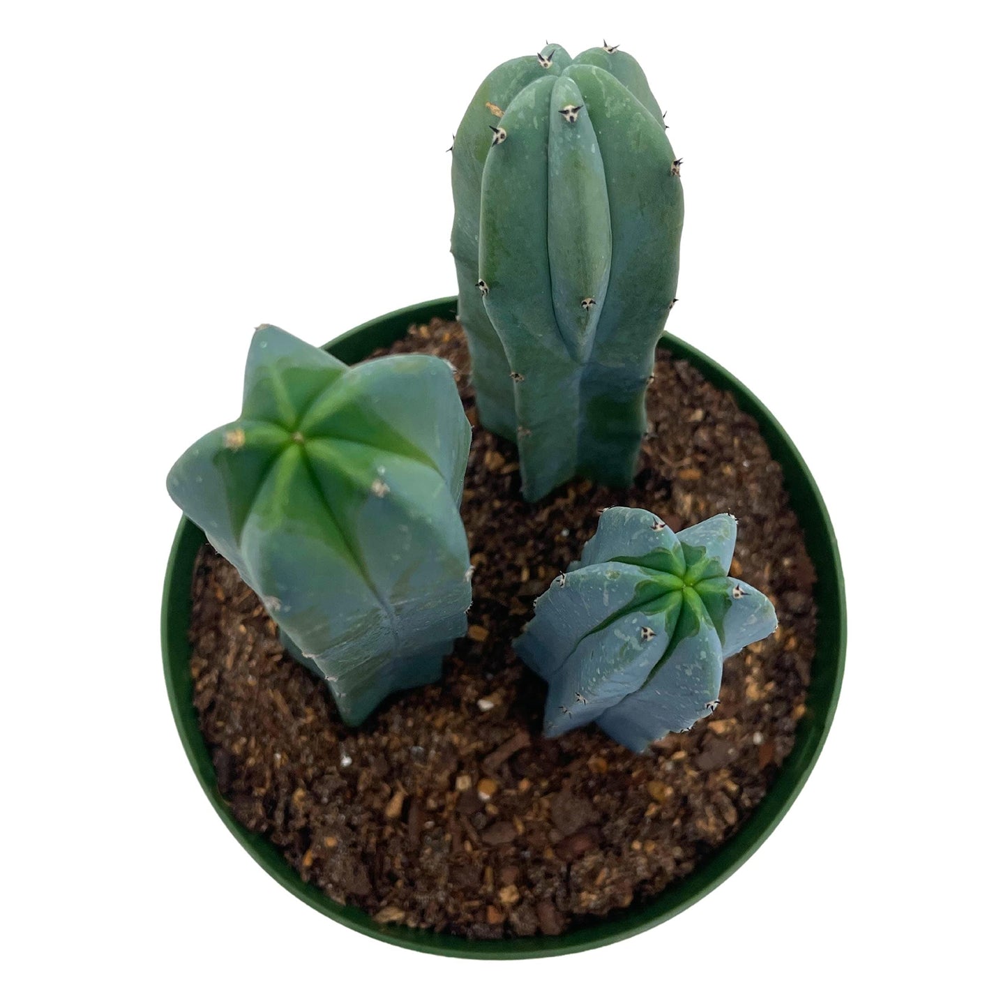 Blue Myrtle, 6 inch, Myrtillocactus geometrizans, Bilberry, Blue Candle Cereus, Garambullo