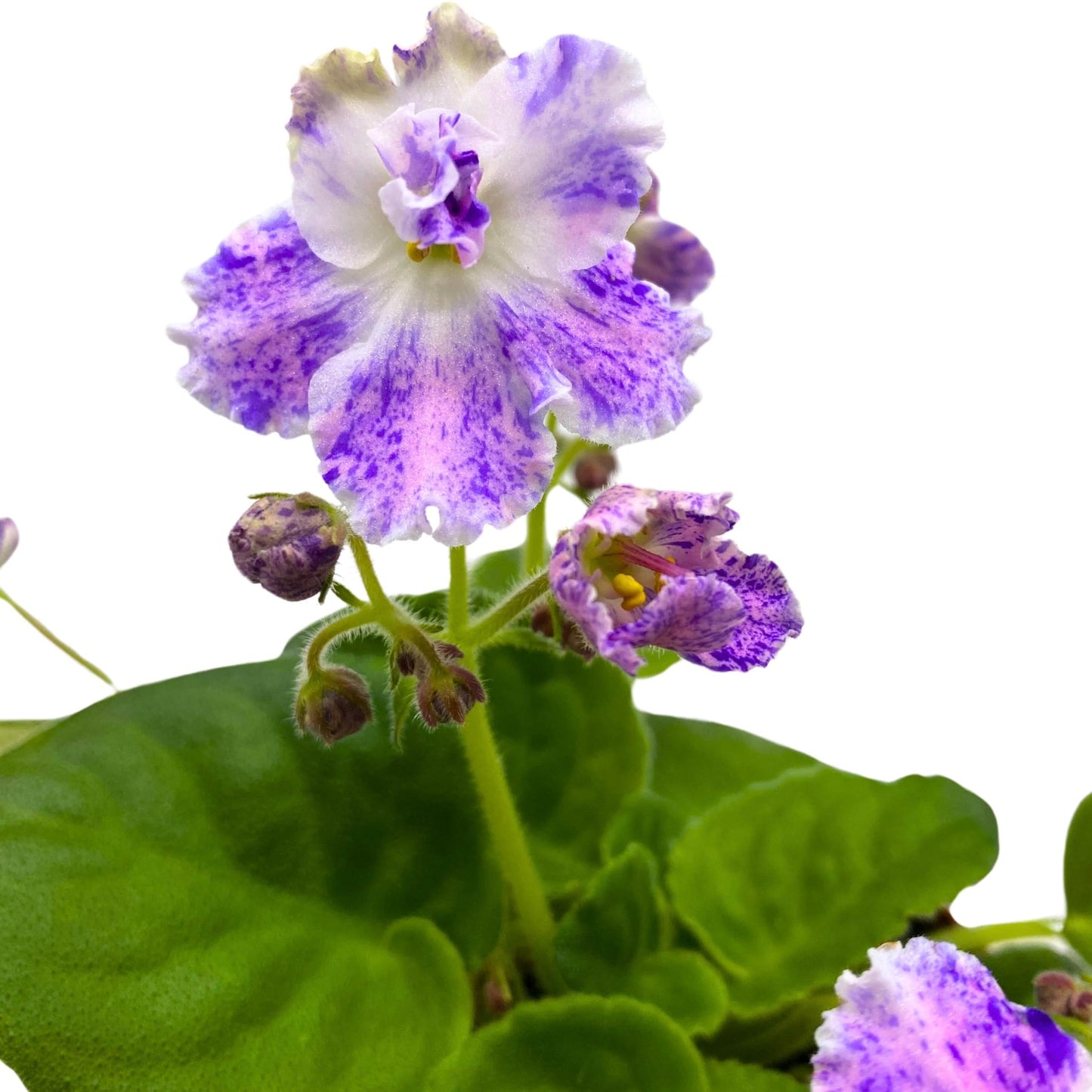 Harmony Foliage K's Dancing Spree African Violet Variegated Flower 4 inch