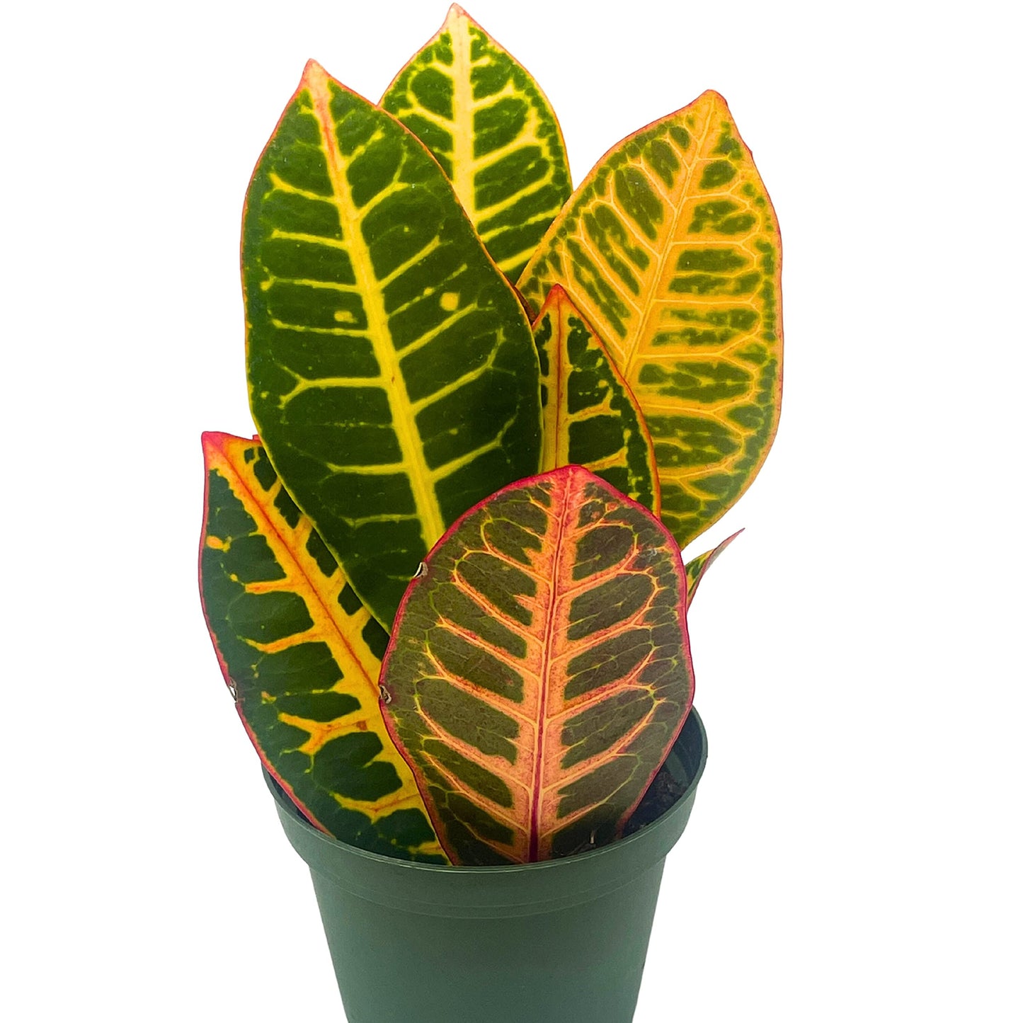 Variegated Croton, 4 inch Large Leaf Codiaeum variegatum