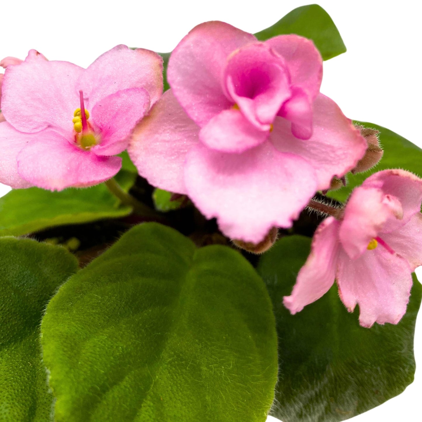 Harmony Foliage Ma's Debutante African Violet 4 inch