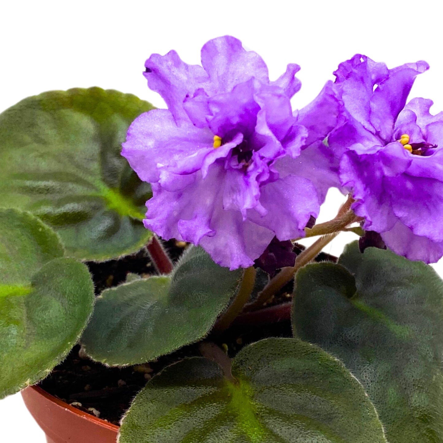 Harmony Foliage VaT Lavender's Aroma African Violet Saintpaulia 4 inch