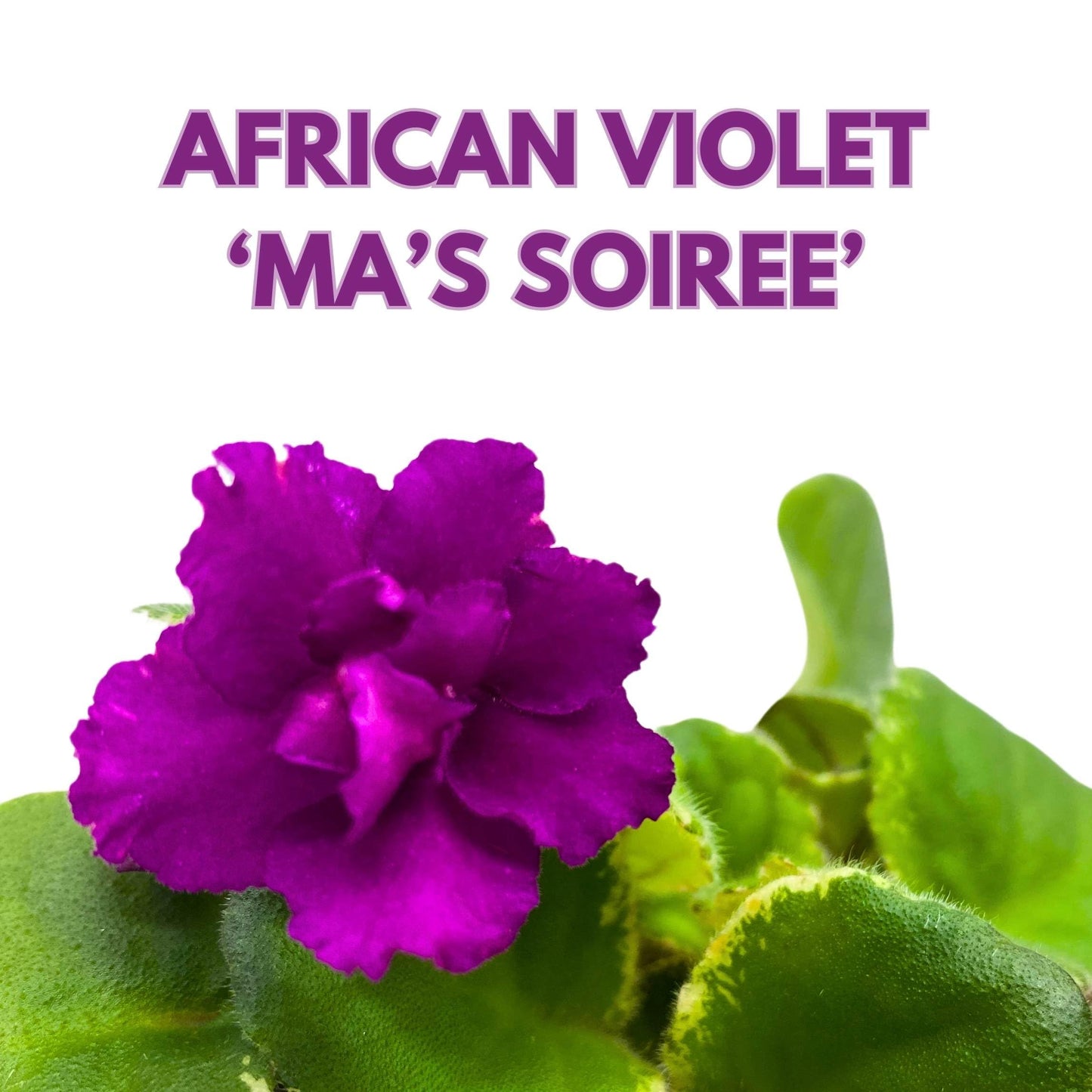 Harmony Foliage Ma's Soiree African Violet Saintpaulia 4 inch