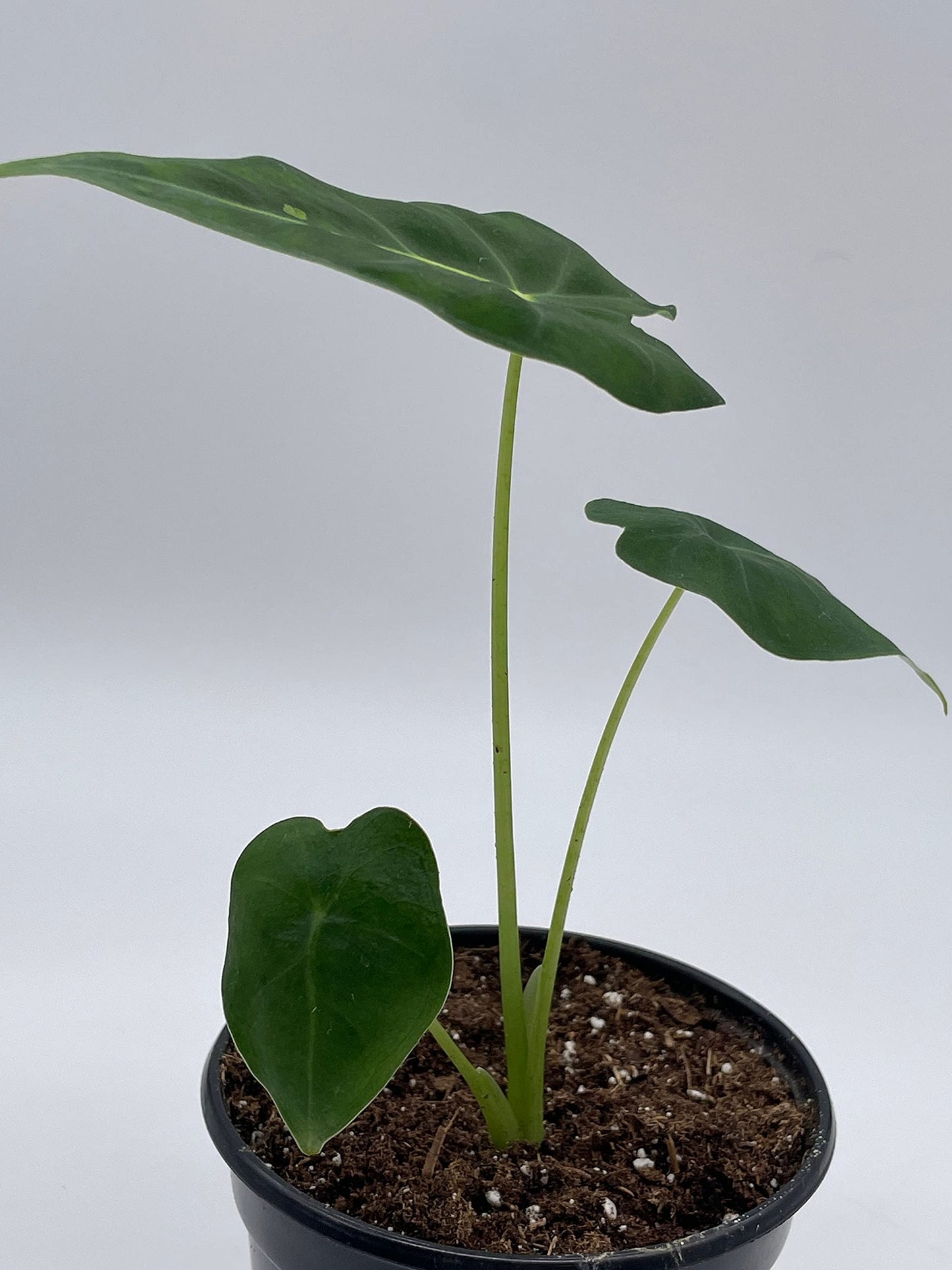 Green Velvet, Alocasia Frydek, Micholitziana, 4 inch, Live Rooted Potted Rare Succulent House Plant