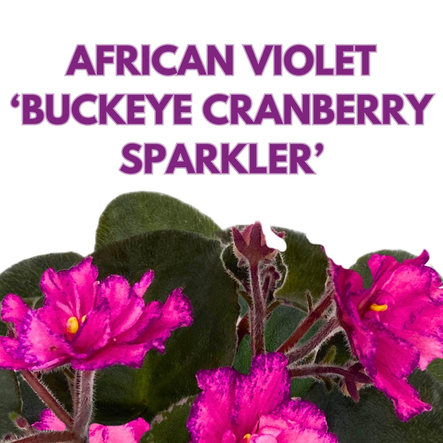 Harmony Foliage Buckeye Cranberry Sparkler African Violet Saintpaulia 4 inch