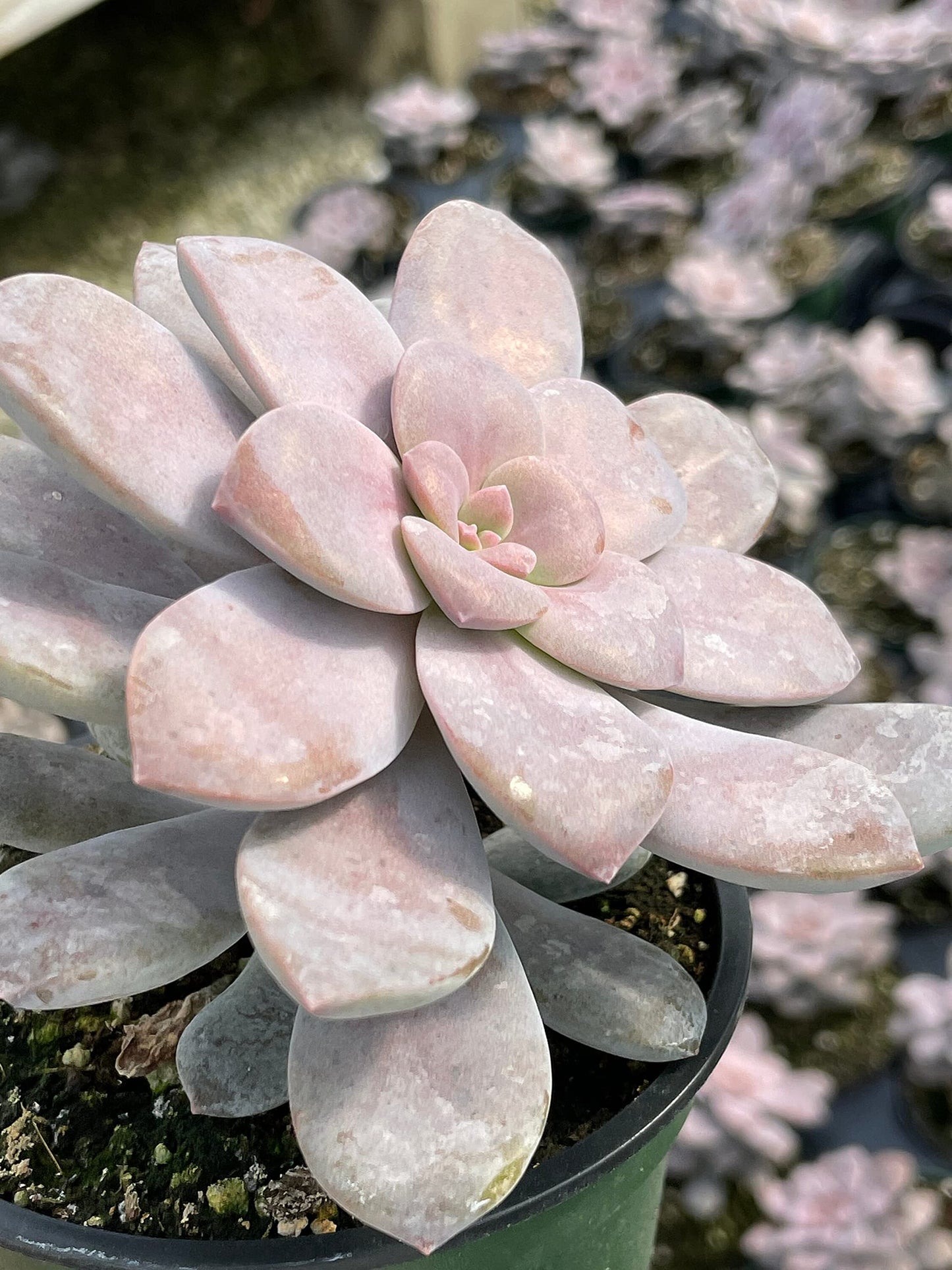 Superbum, Graptopetalum pentandrum subsp in a 4 inch Pot