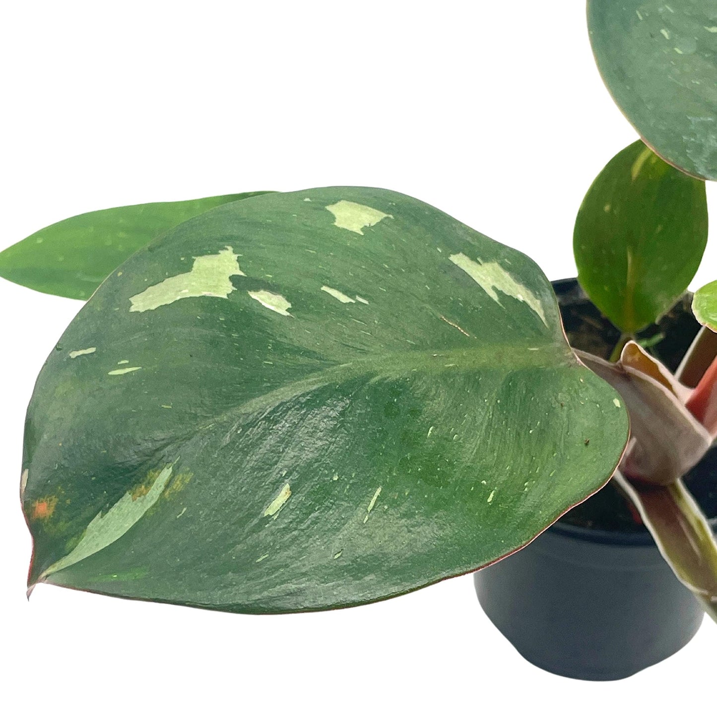 Philo White Knight, 4 inch, Rare Variegated Philodendron erubescens