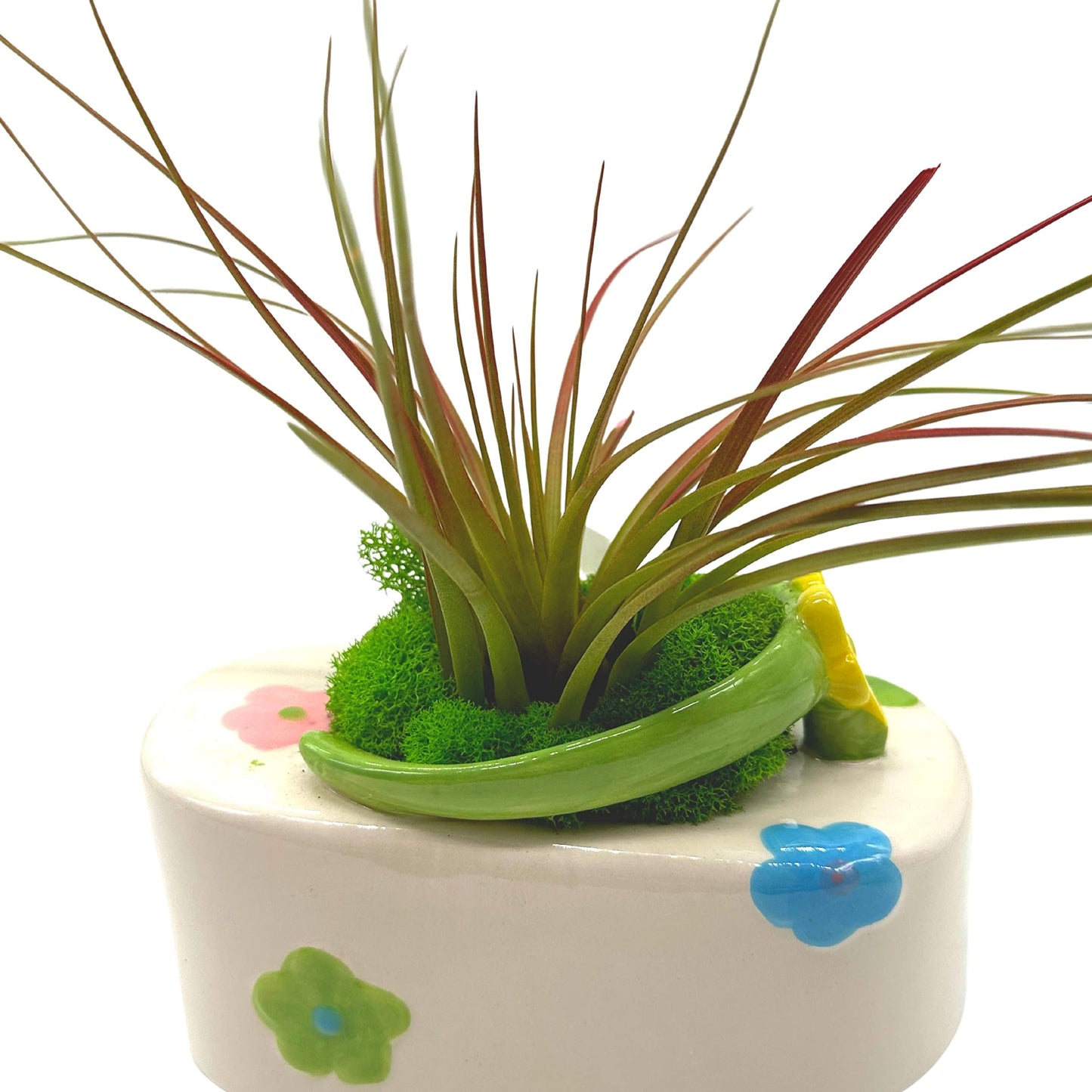 Tillandsia Planted in a Ceramic Sandal Shaped Planter, Flip Flop Pot