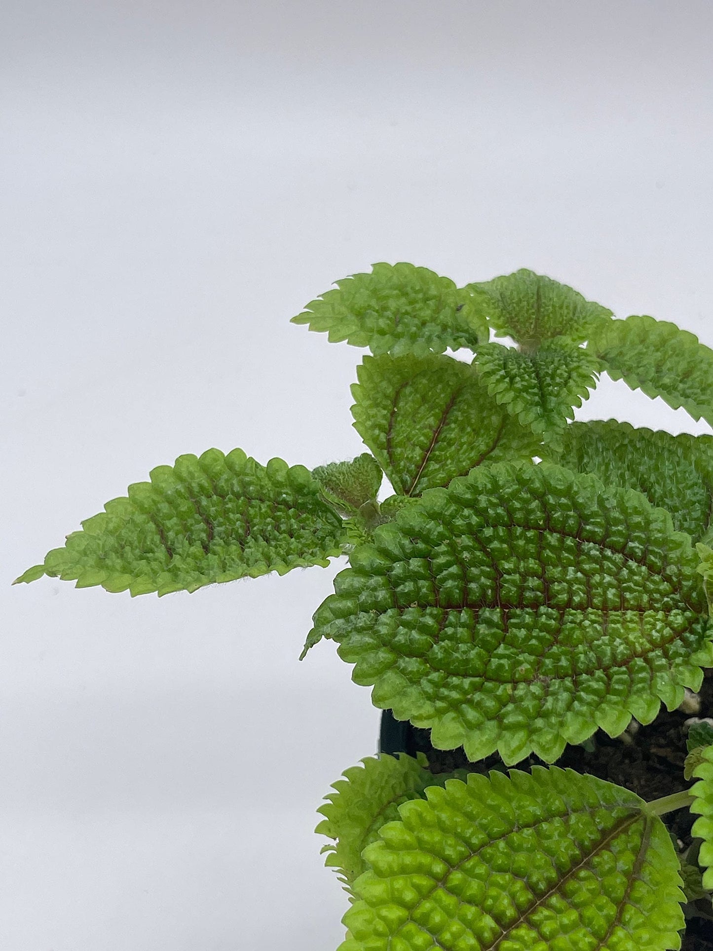 Moon Valley Pilea, 4 inch Pilea Mollis