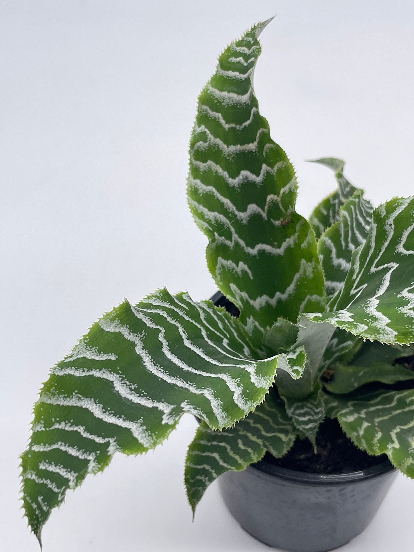 Cryptanthus Fosterianus, 4 inch, Zebra Earth Star